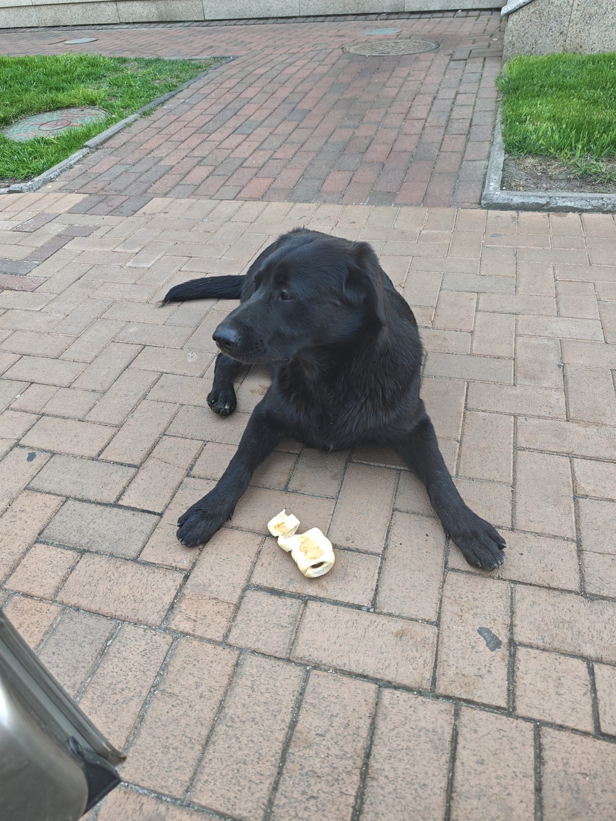Found Dog in Belfast, Northern Ireland — Stray dog found safe