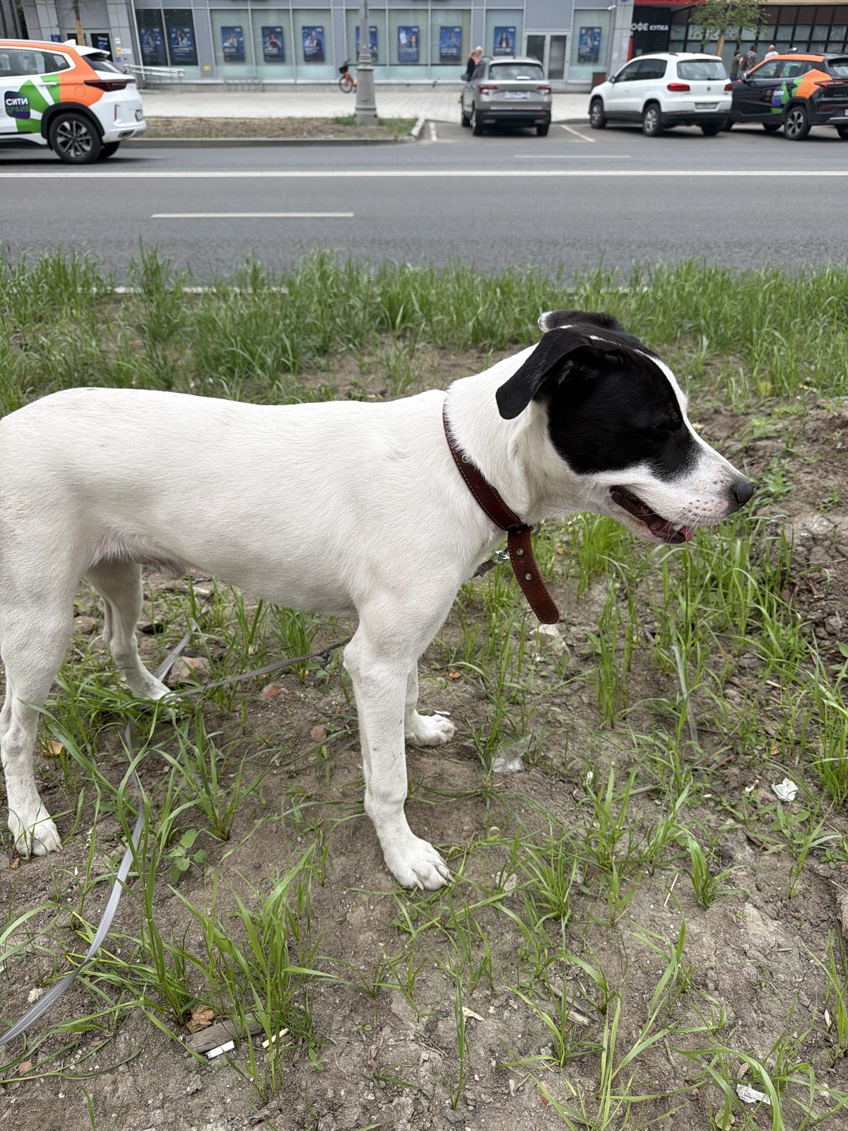 Found Dog in London, England — listing photo