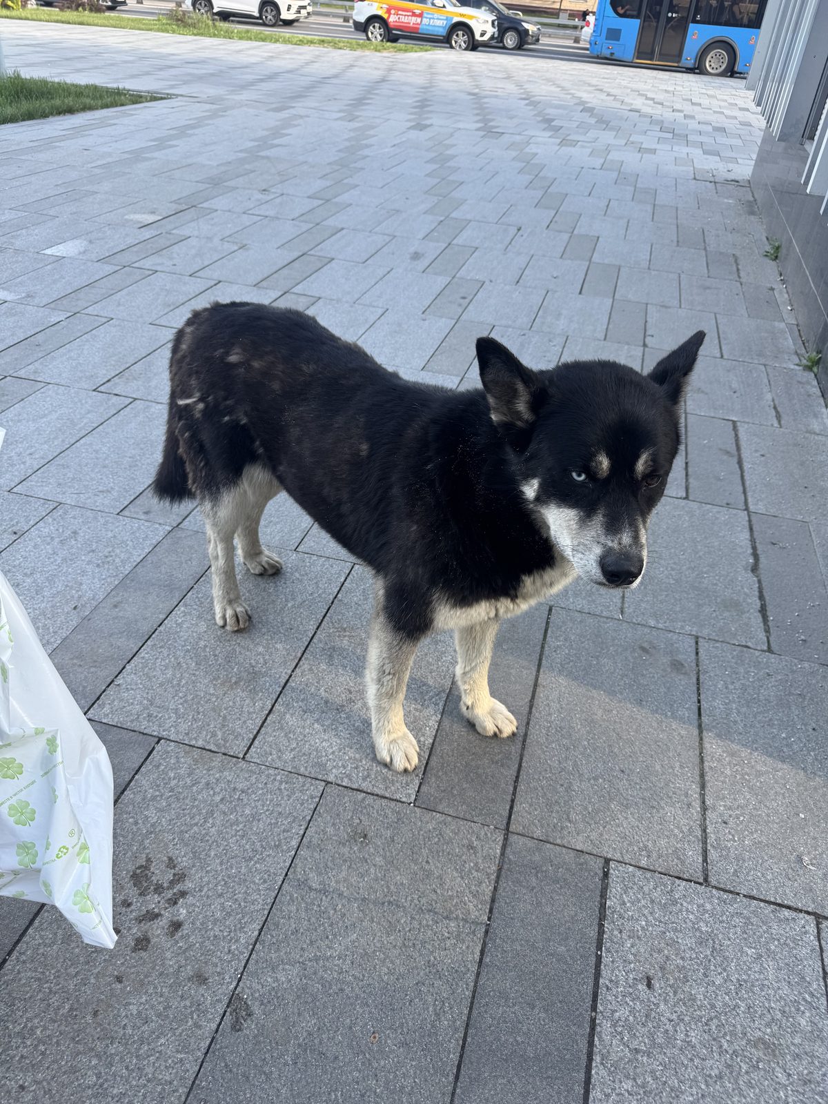 Found Dog in Newcastle upon Tyne, England — Dog found nearby