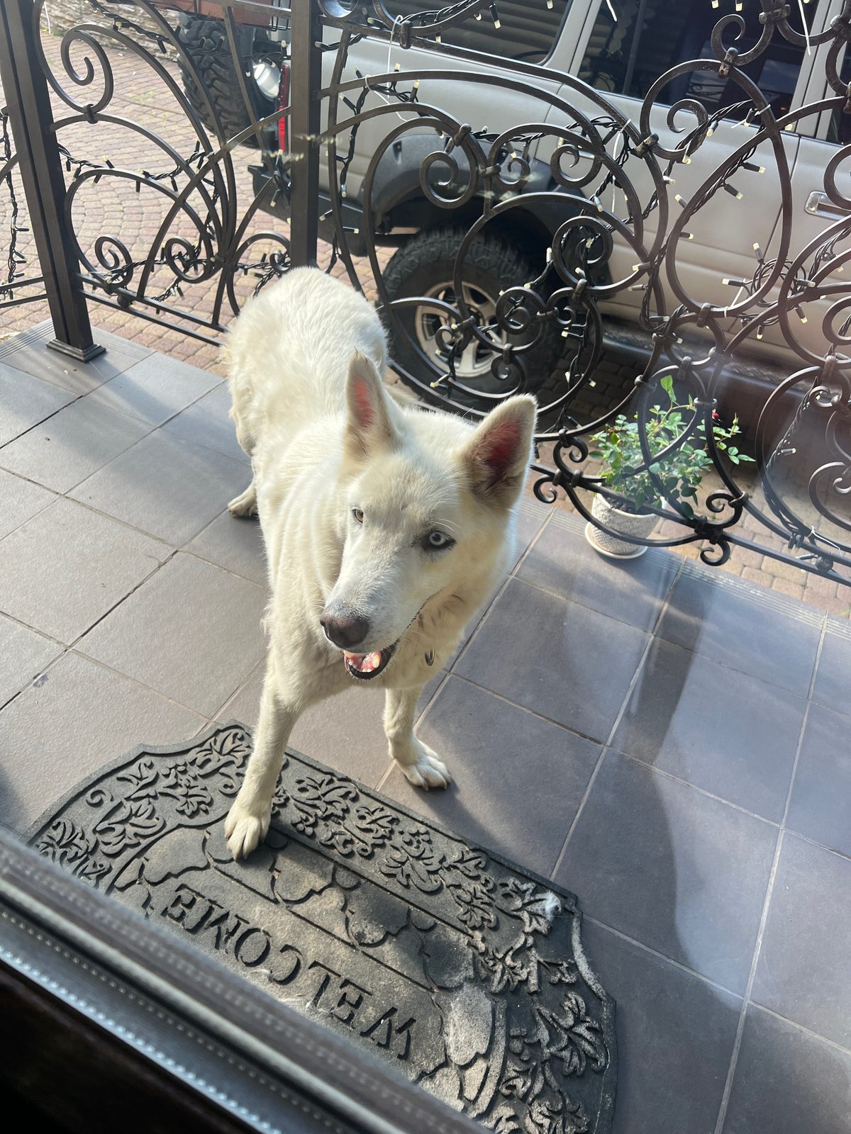 Found Dog in Bradford, England — listing photo