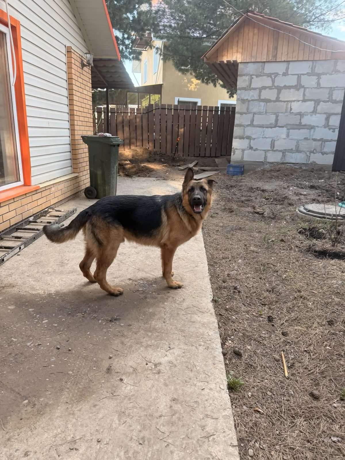 Lost Dog in Stoke-on-Trent, England — Have you seen this dog?