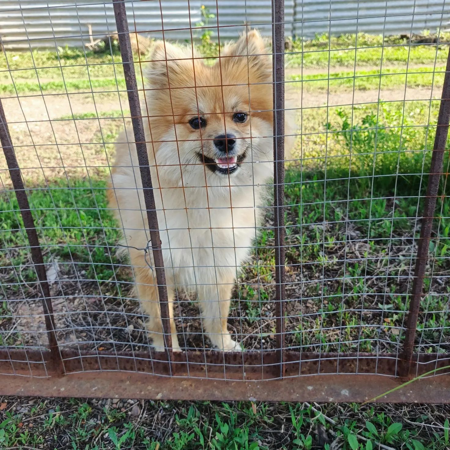 Found Dog in London, England — listing photo