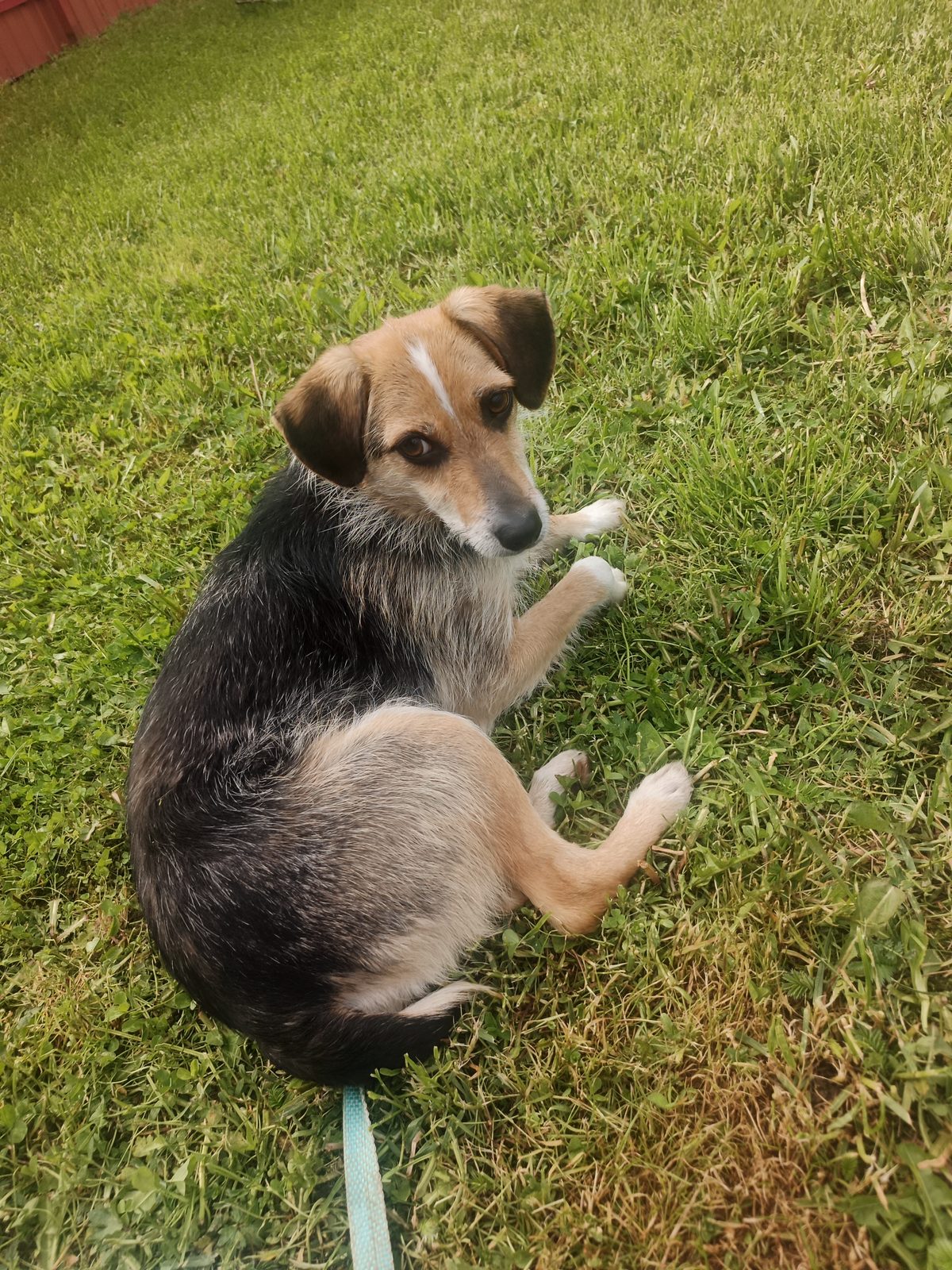 Found Dog in Leeds, England — Stray dog found safe