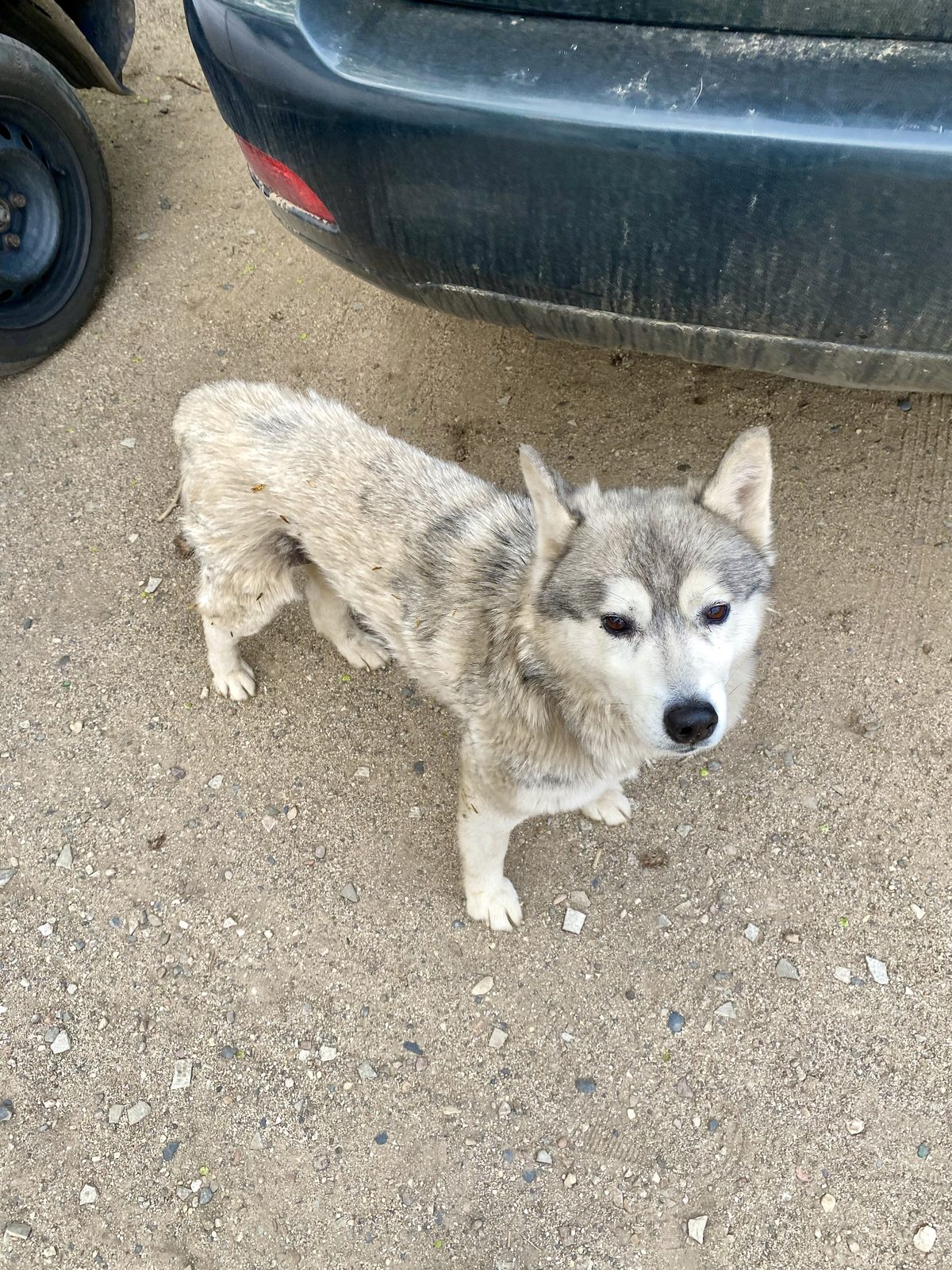 Found Dog in Wolverhampton, England — listing photo