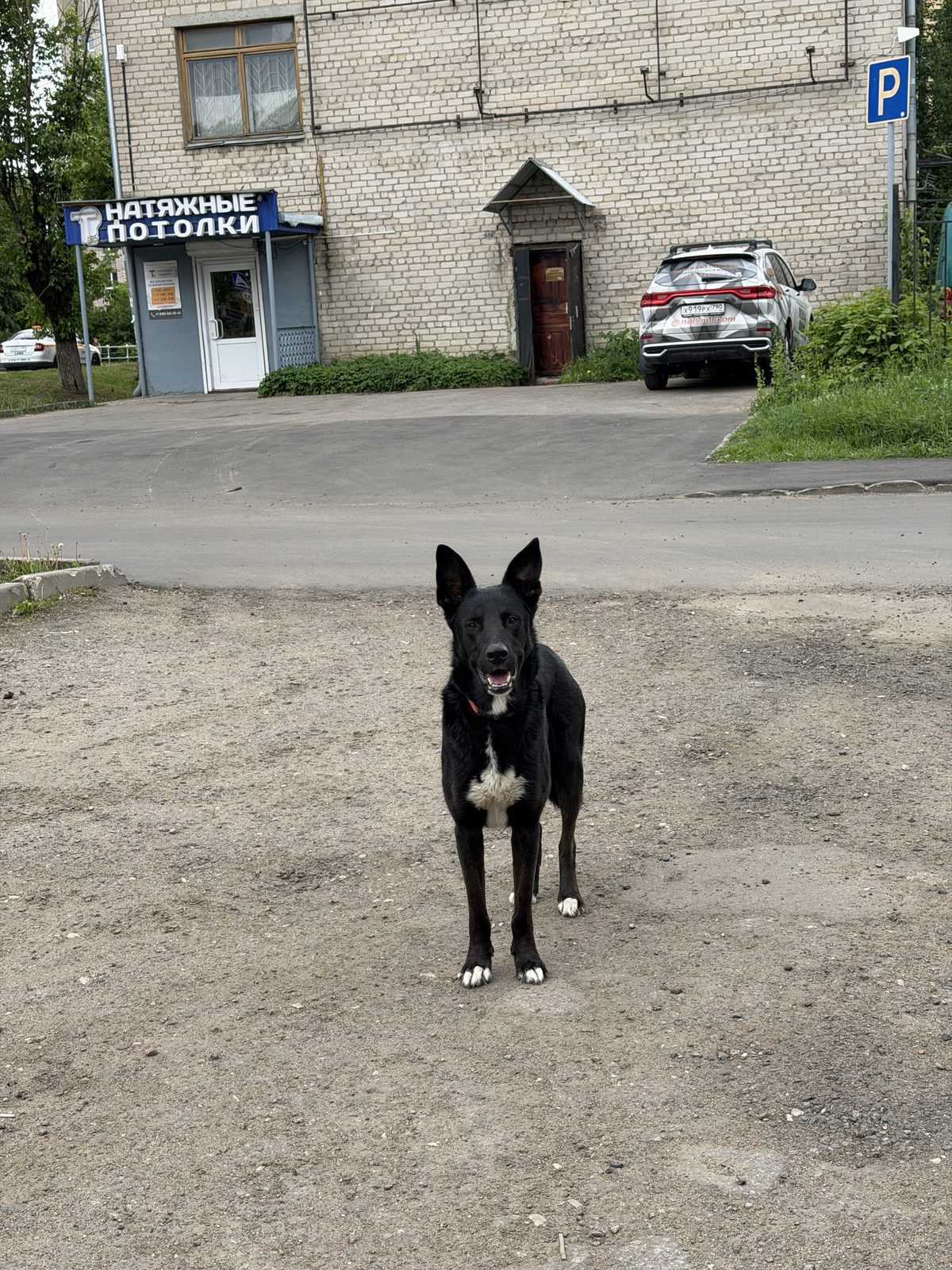 Found Dog in Glasgow, Scotland — Stray dog found safe