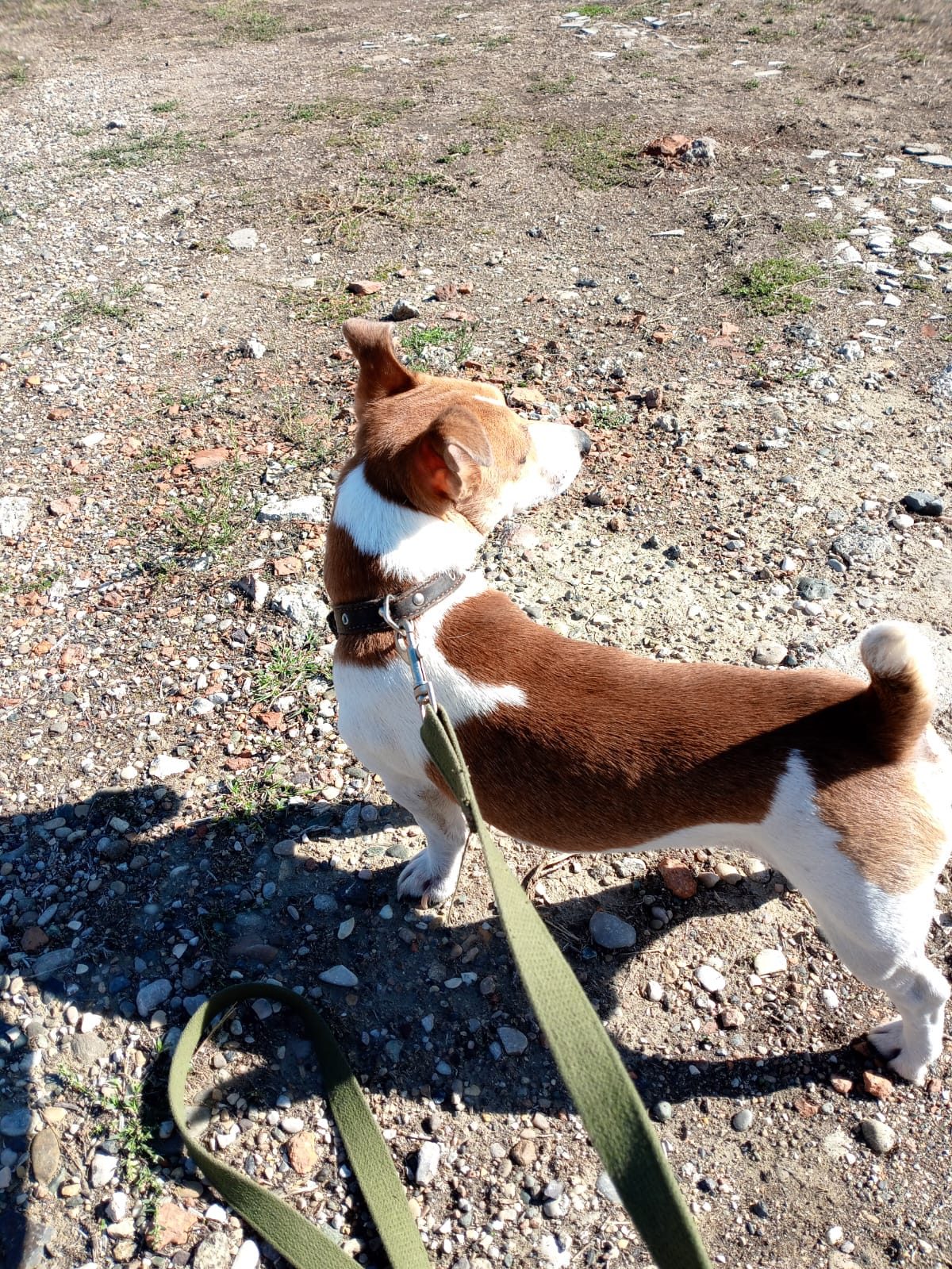 Lost Dog in Derby, England — listing photo