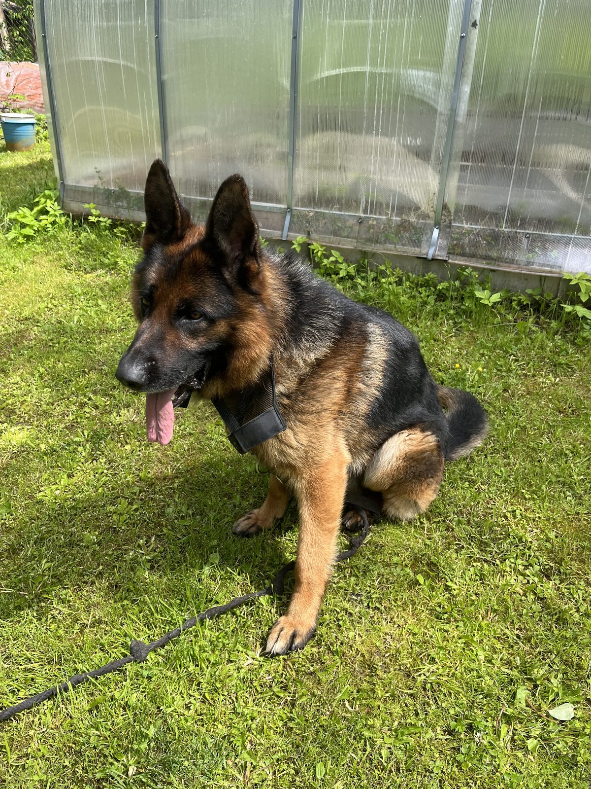 Found Dog in Leicester, England — Dog found nearby