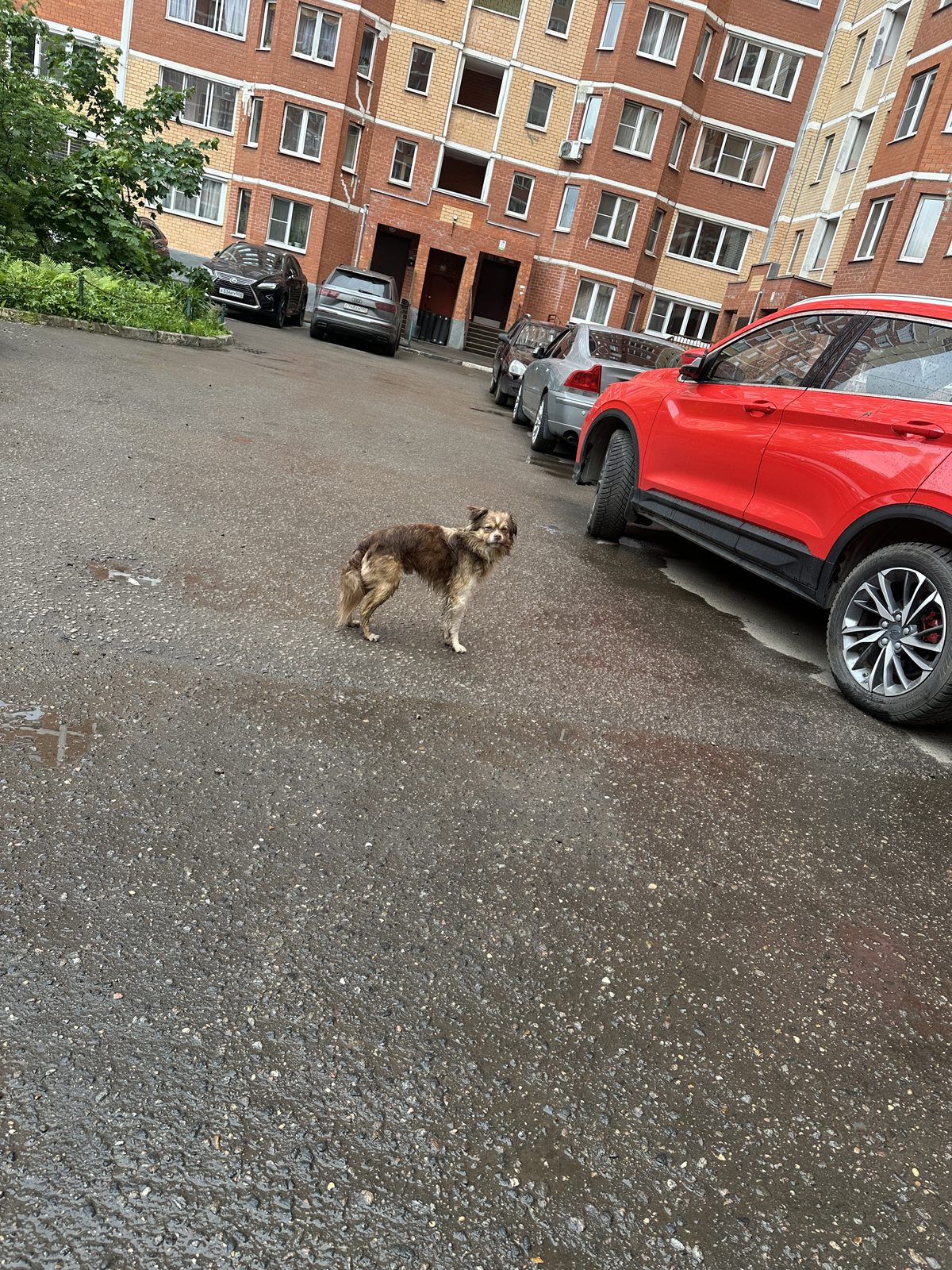 Found Dog in Glasgow, Scotland — Dog found nearby