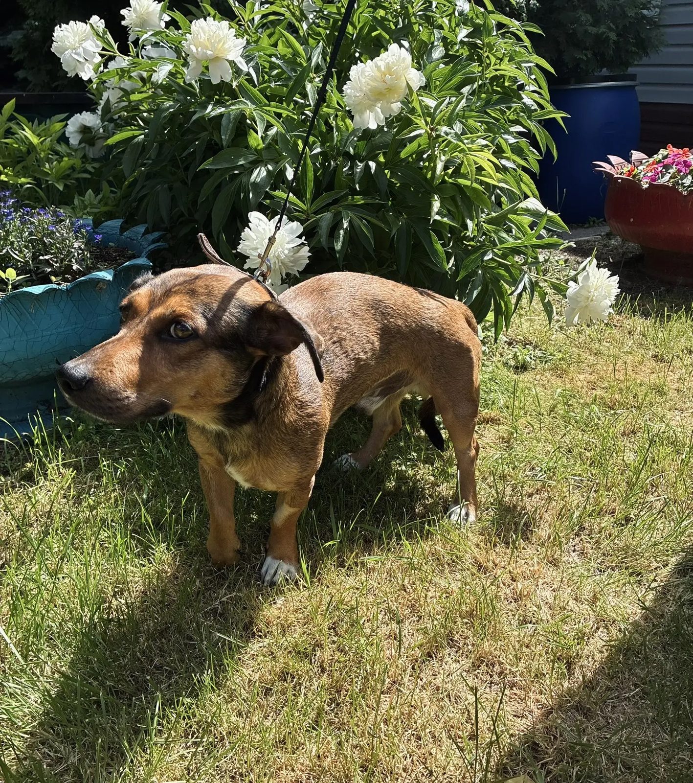 Found Dog in Edinburgh, Scotland — listing photo