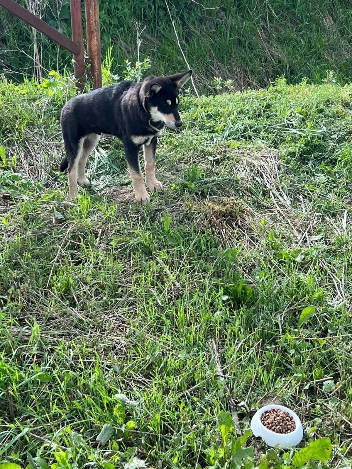 Found Dog in Brighton, England — listing photo