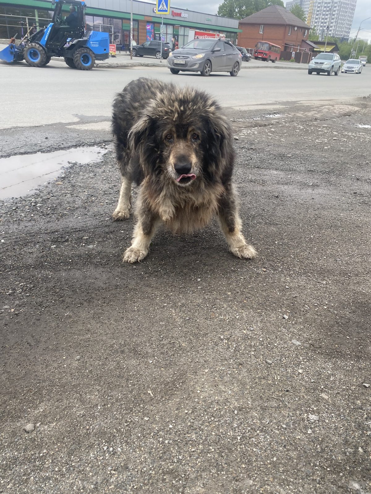 Found Dog in Reading, England — Dog found nearby