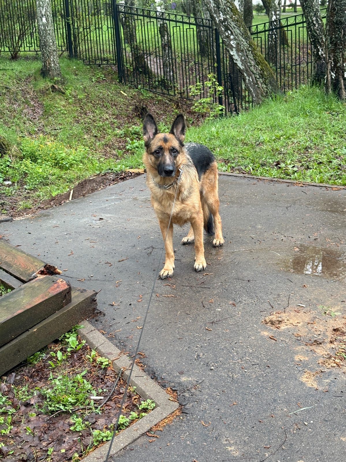 Lost Dog in Cambridge, England — Have you seen this dog?