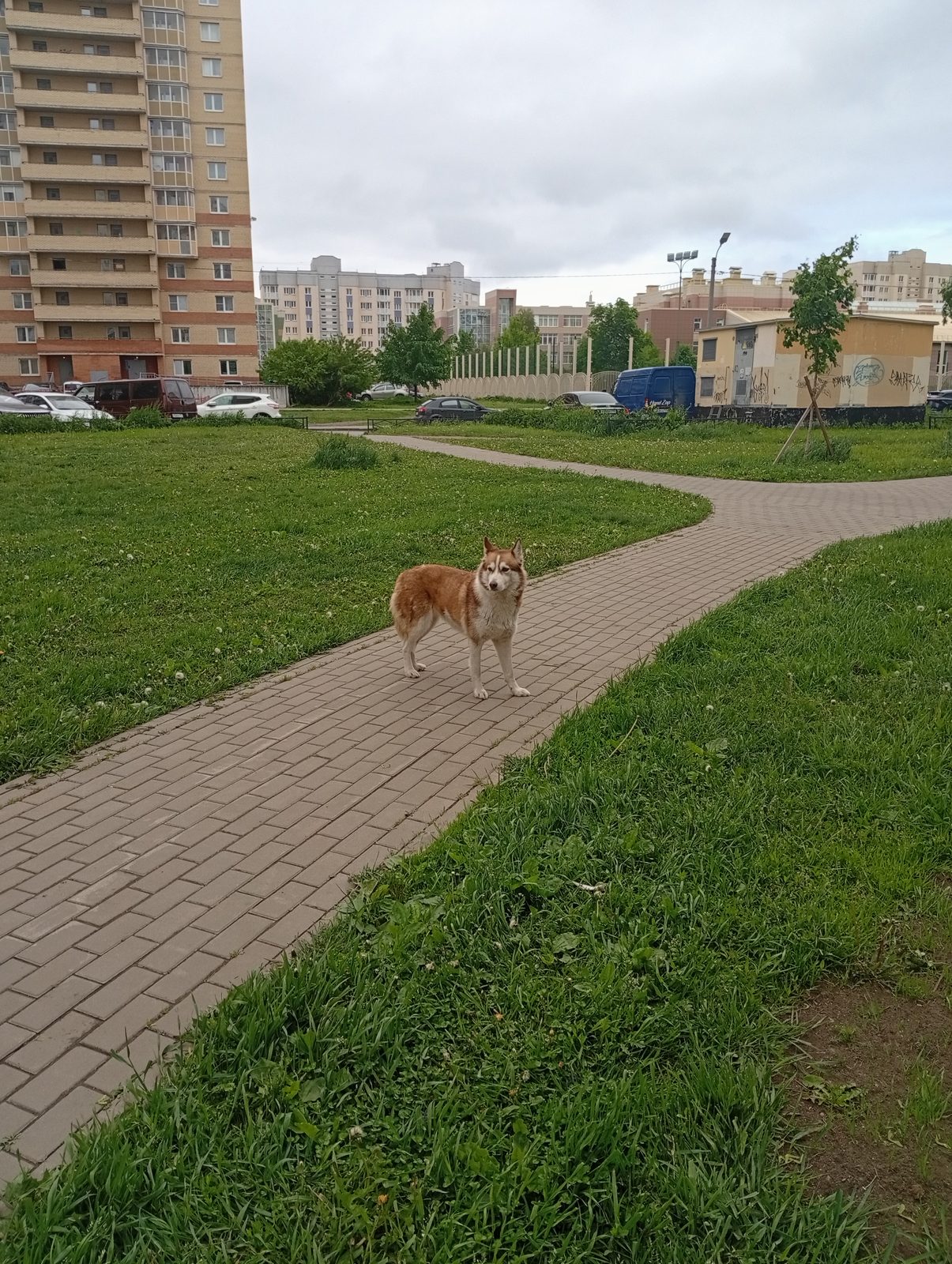 Found Dog in Bradford, England — listing photo