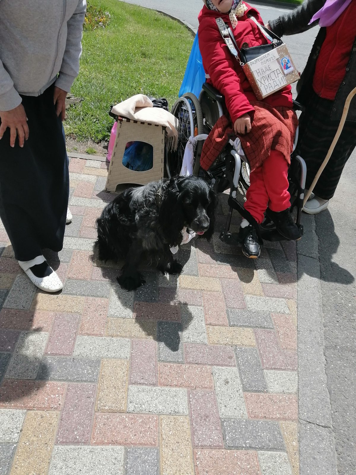 Found Dog in Leicester, England — Dog found nearby