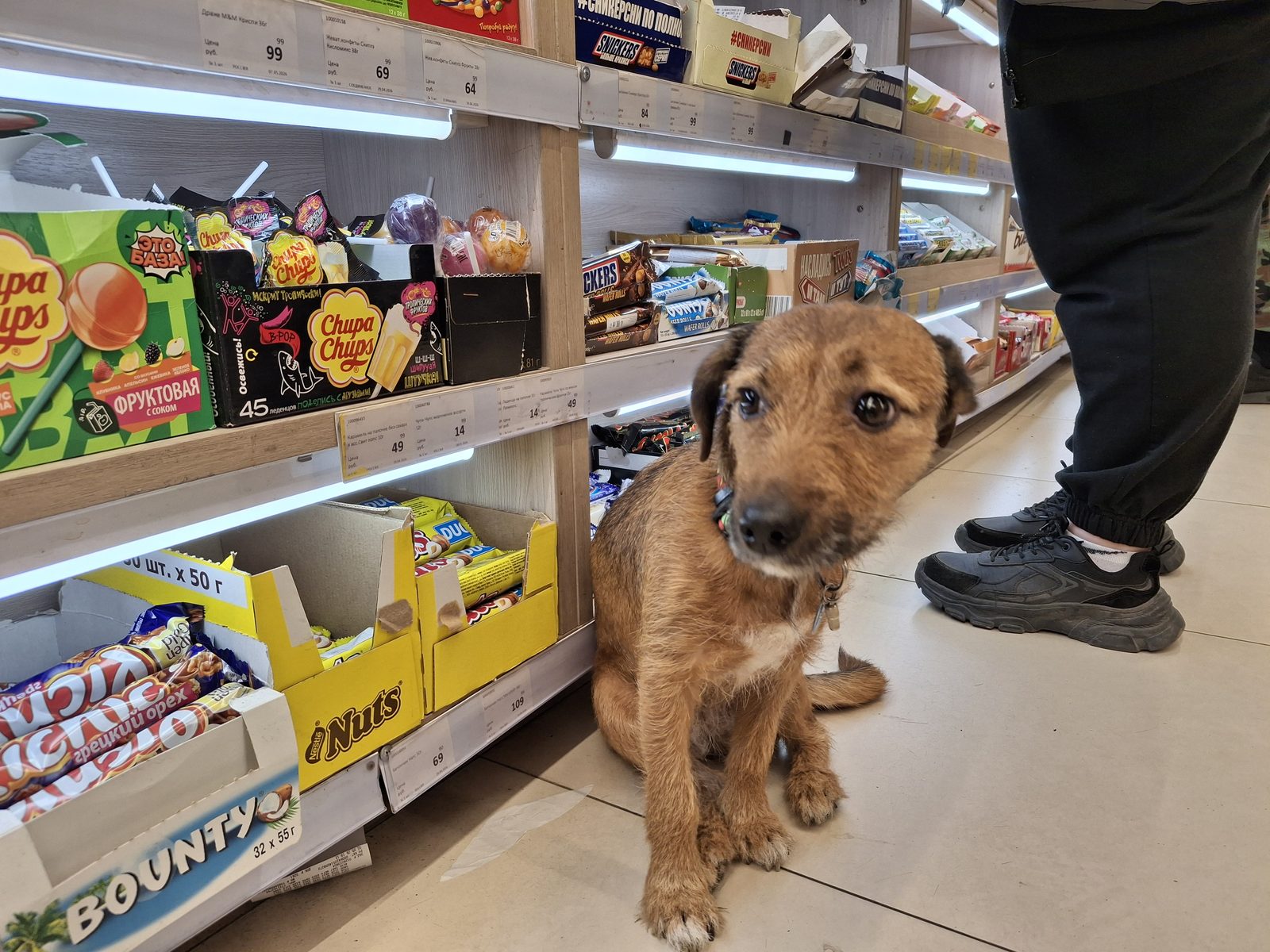 Found Dog in Swansea, Wales — listing photo