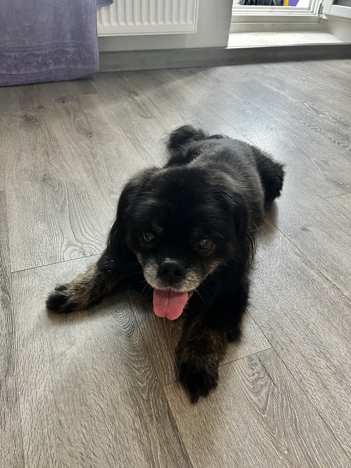 Found Dog in Nottingham, England — Dog found nearby