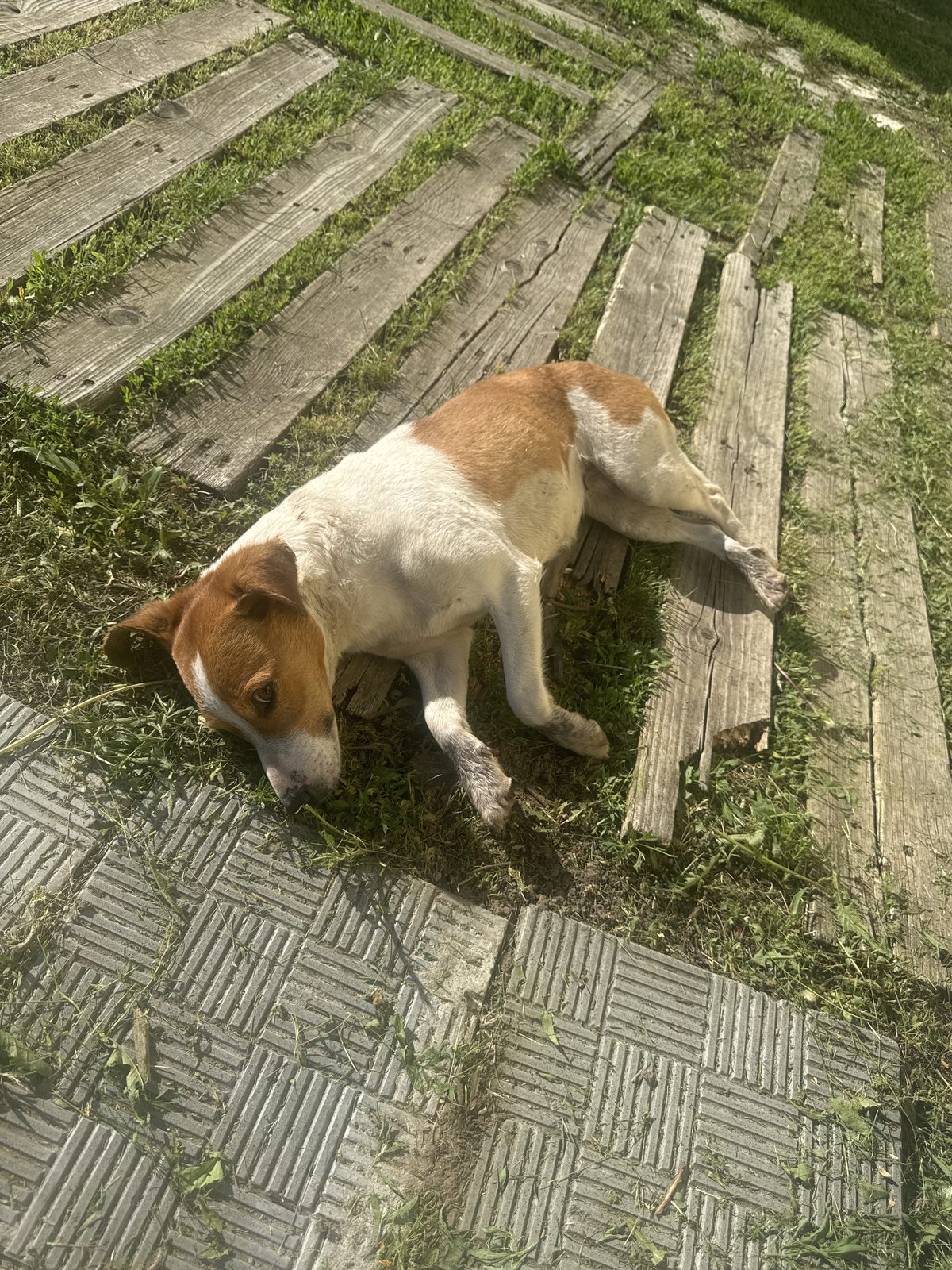 Found Dog in Leeds, England — Dog found nearby