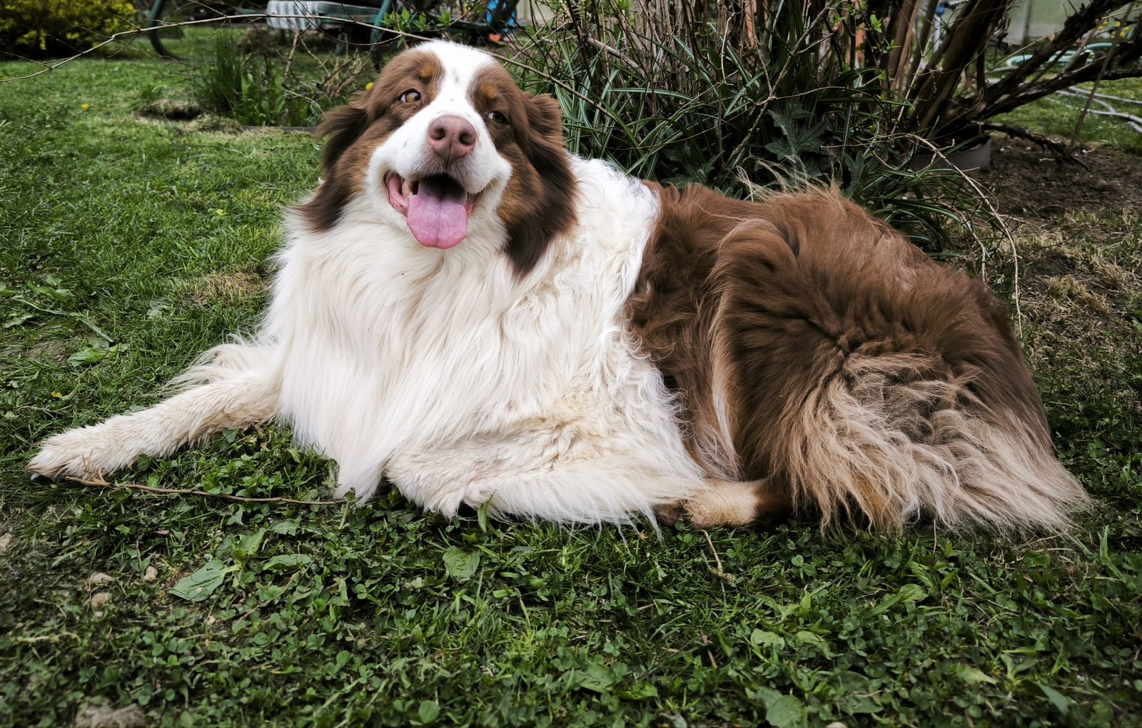 Lost Dog in Belfast, Northern Ireland — Have you seen this dog?