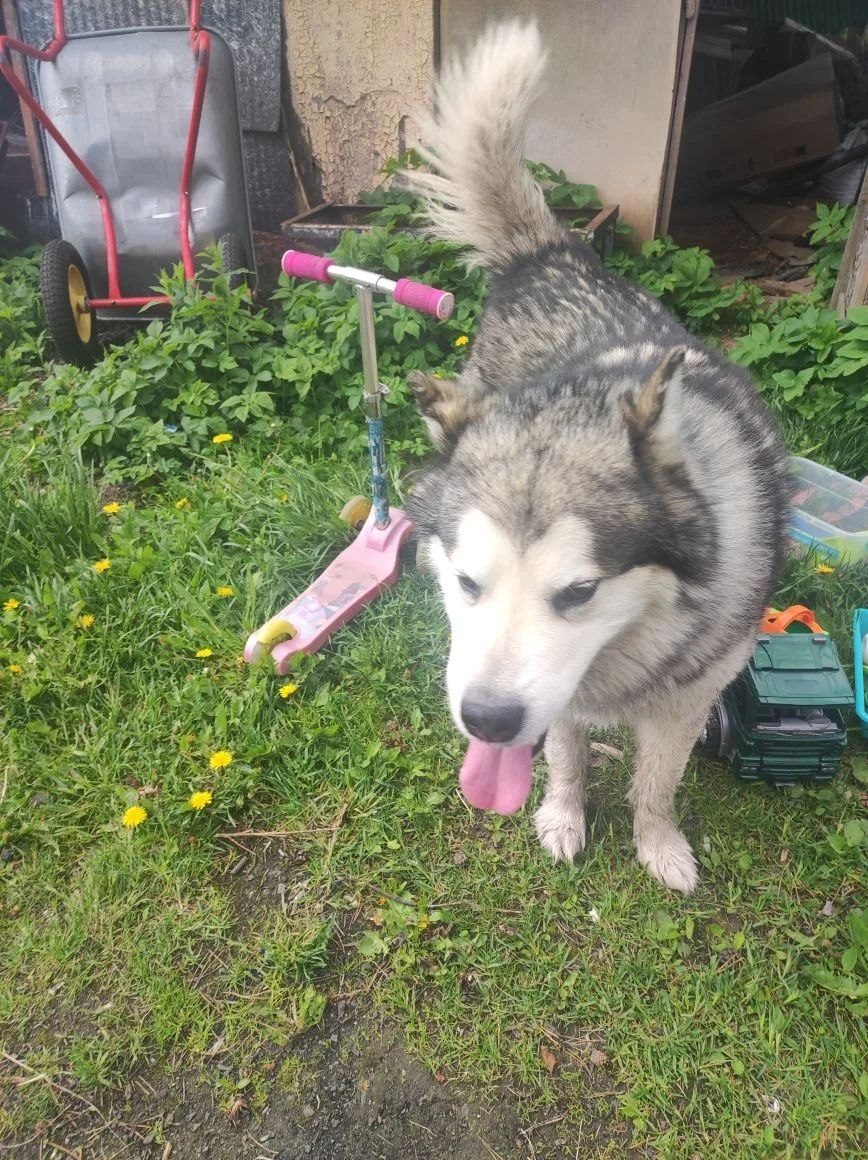 Found Dog in Plymouth, England — Dog found nearby