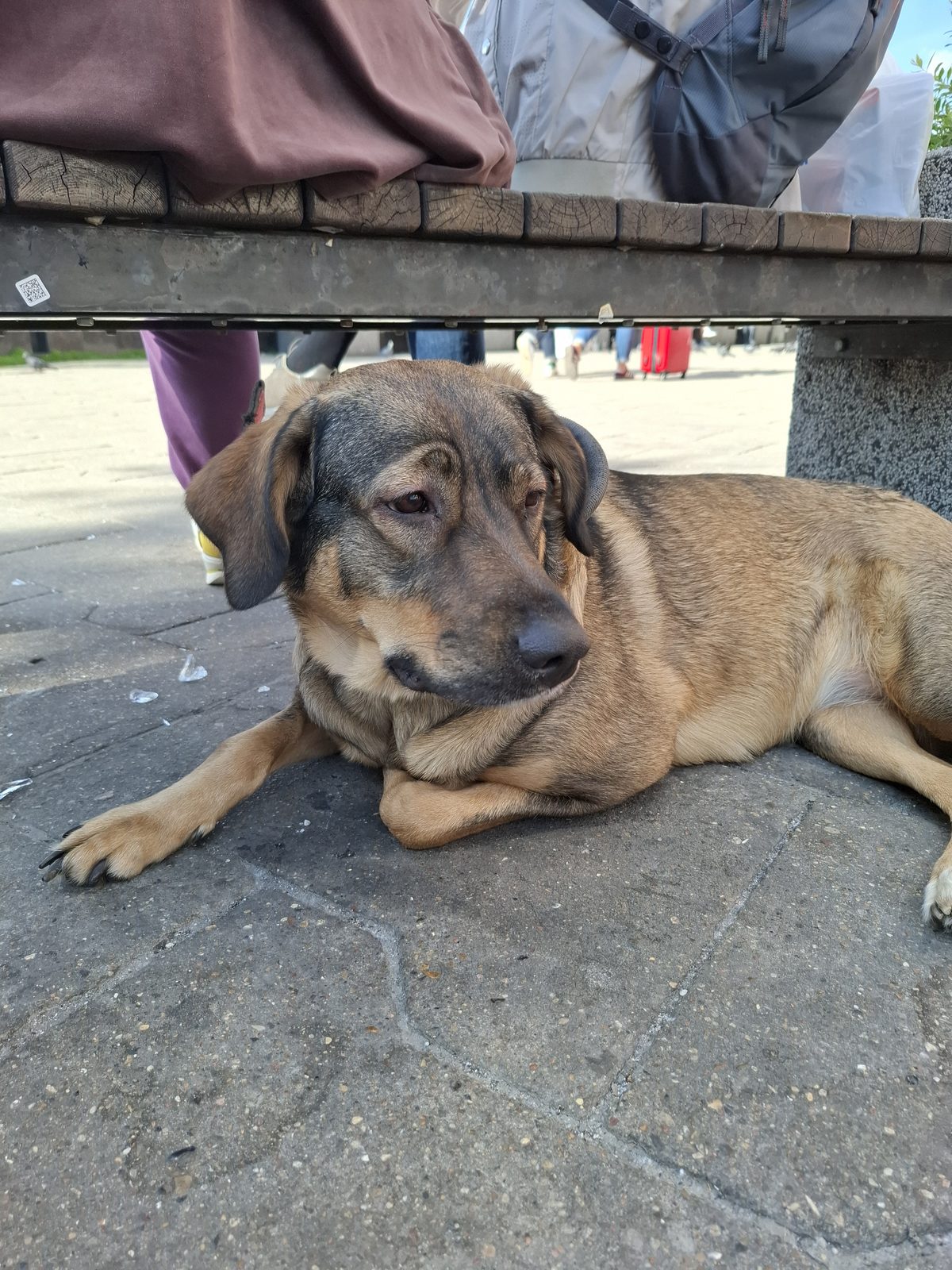 Found Dog in Stoke-on-Trent, England — Stray dog found safe