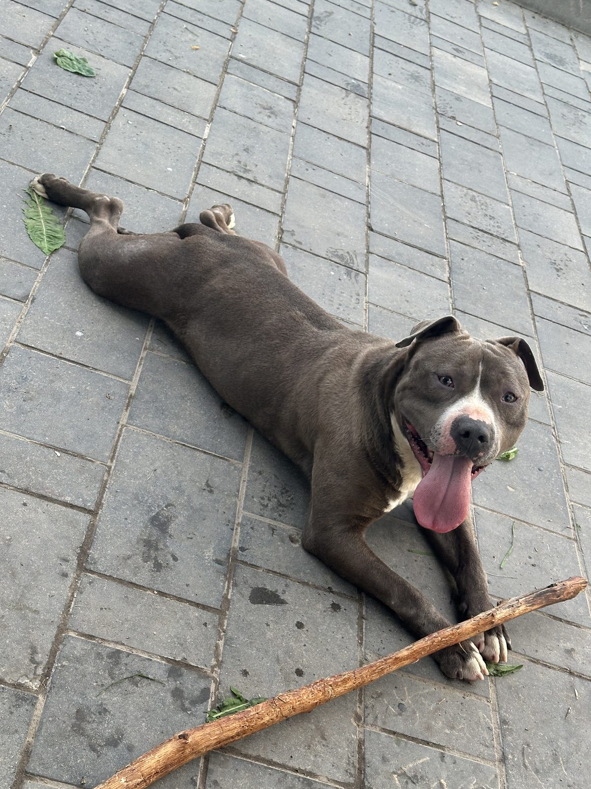 Found Dog in Bristol, England — Stray dog found safe