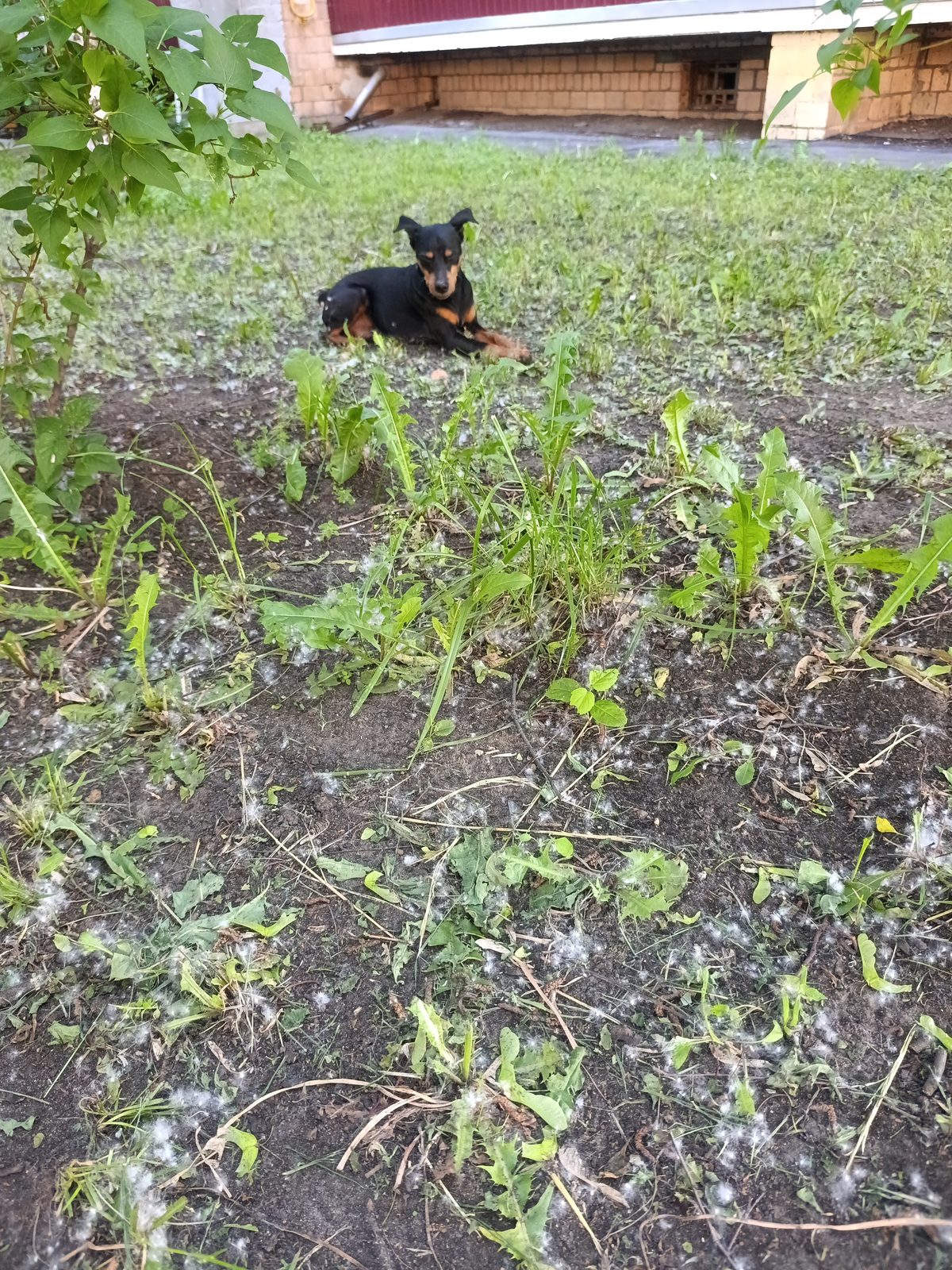 Found Dog in Birmingham, England — Dog found nearby