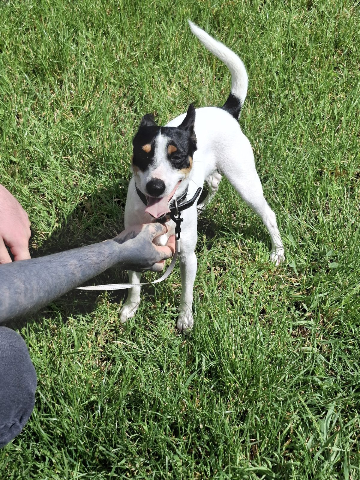 Found Dog in Nottingham, England — Stray dog found safe