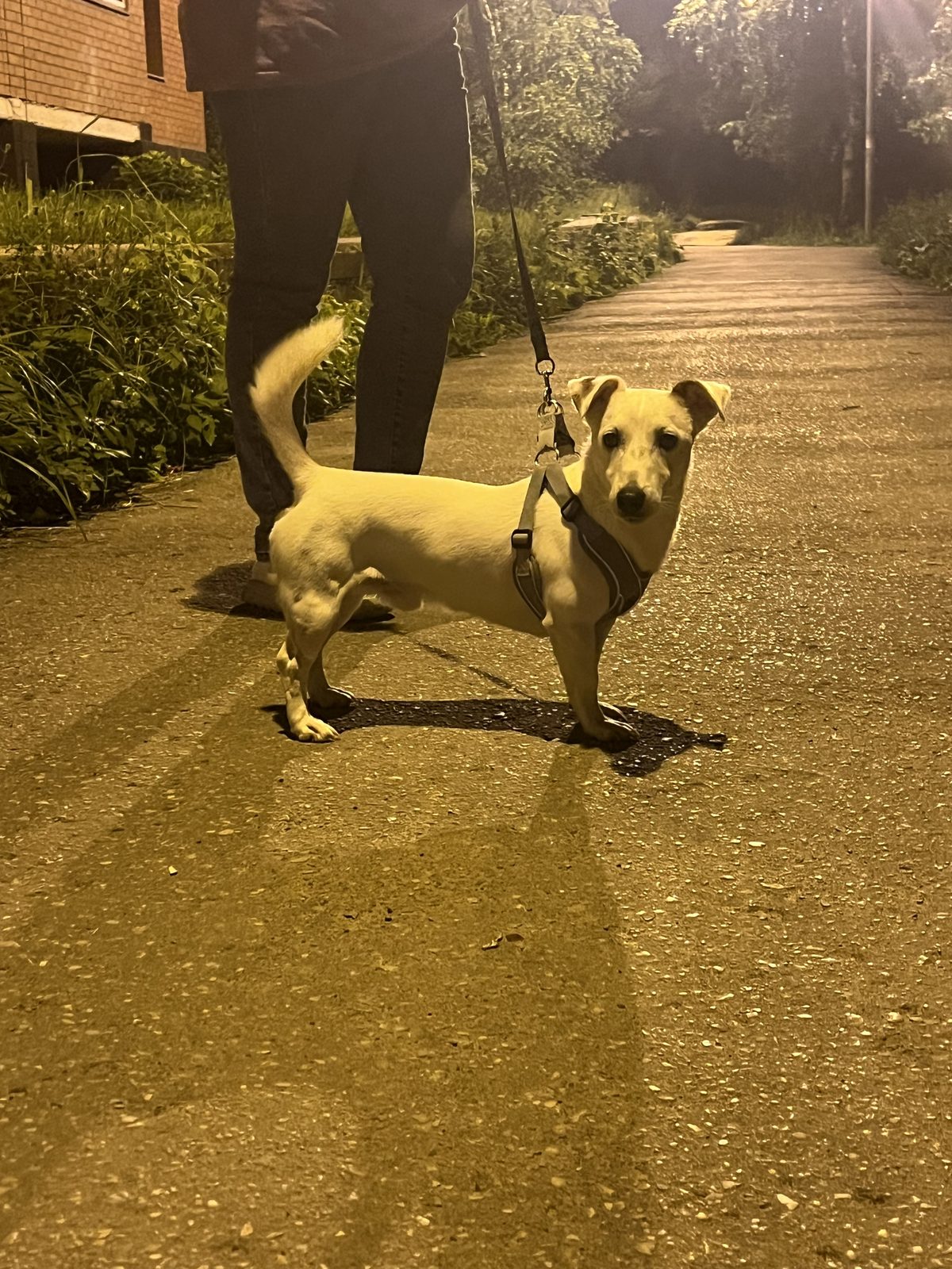 Found Dog in Swansea, Wales — listing photo