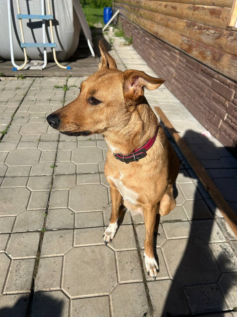Found Dog in Coventry, England — listing photo
