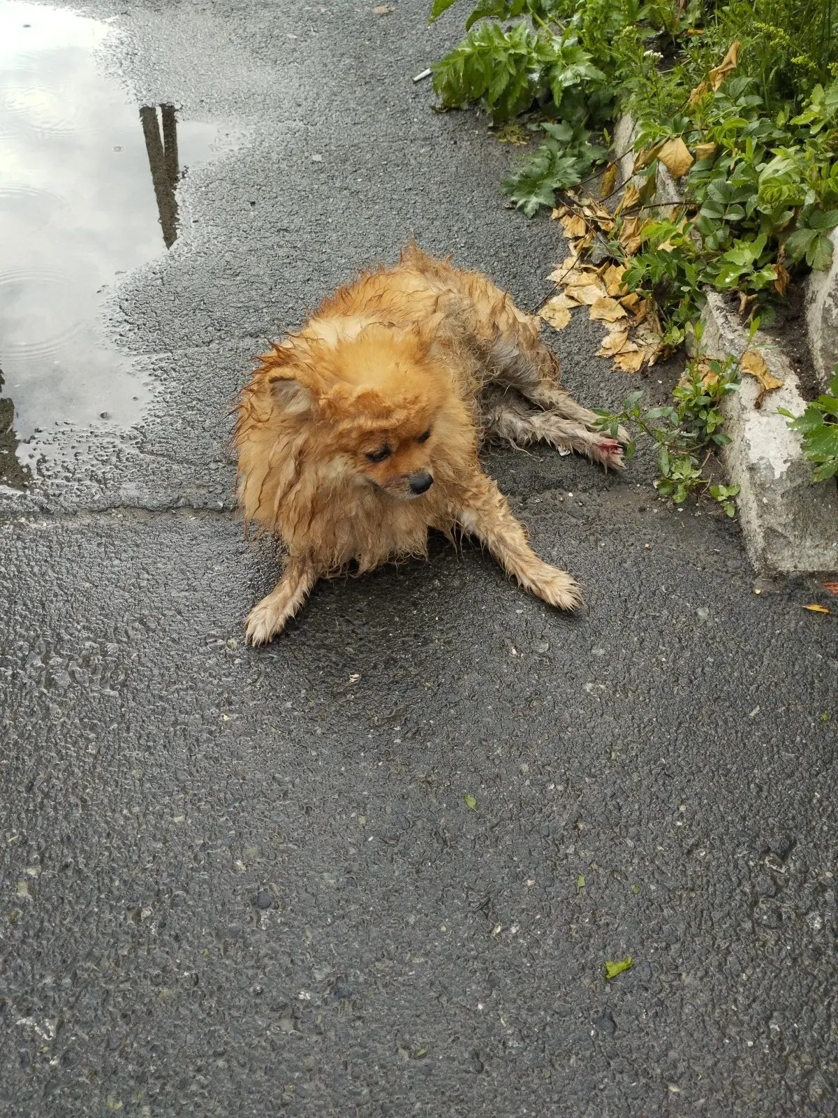 Found Dog in Brighton, England — listing photo