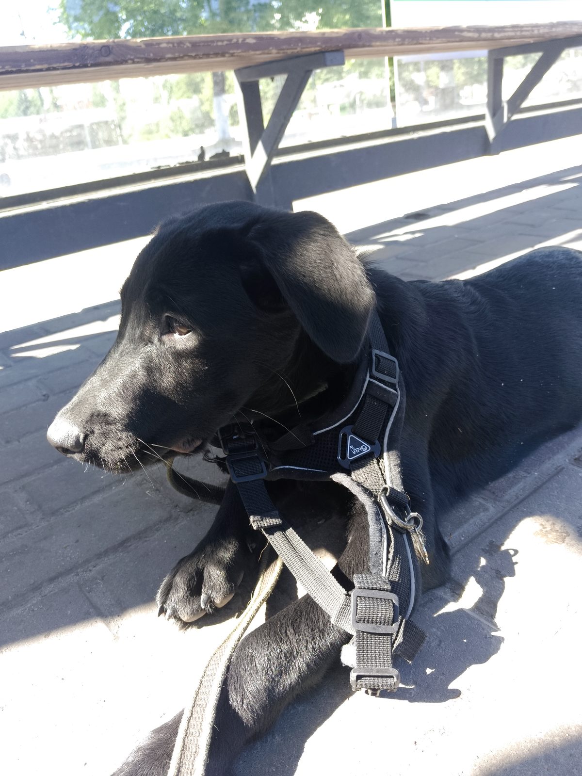 Found Dog in Bristol, England — Stray dog found safe