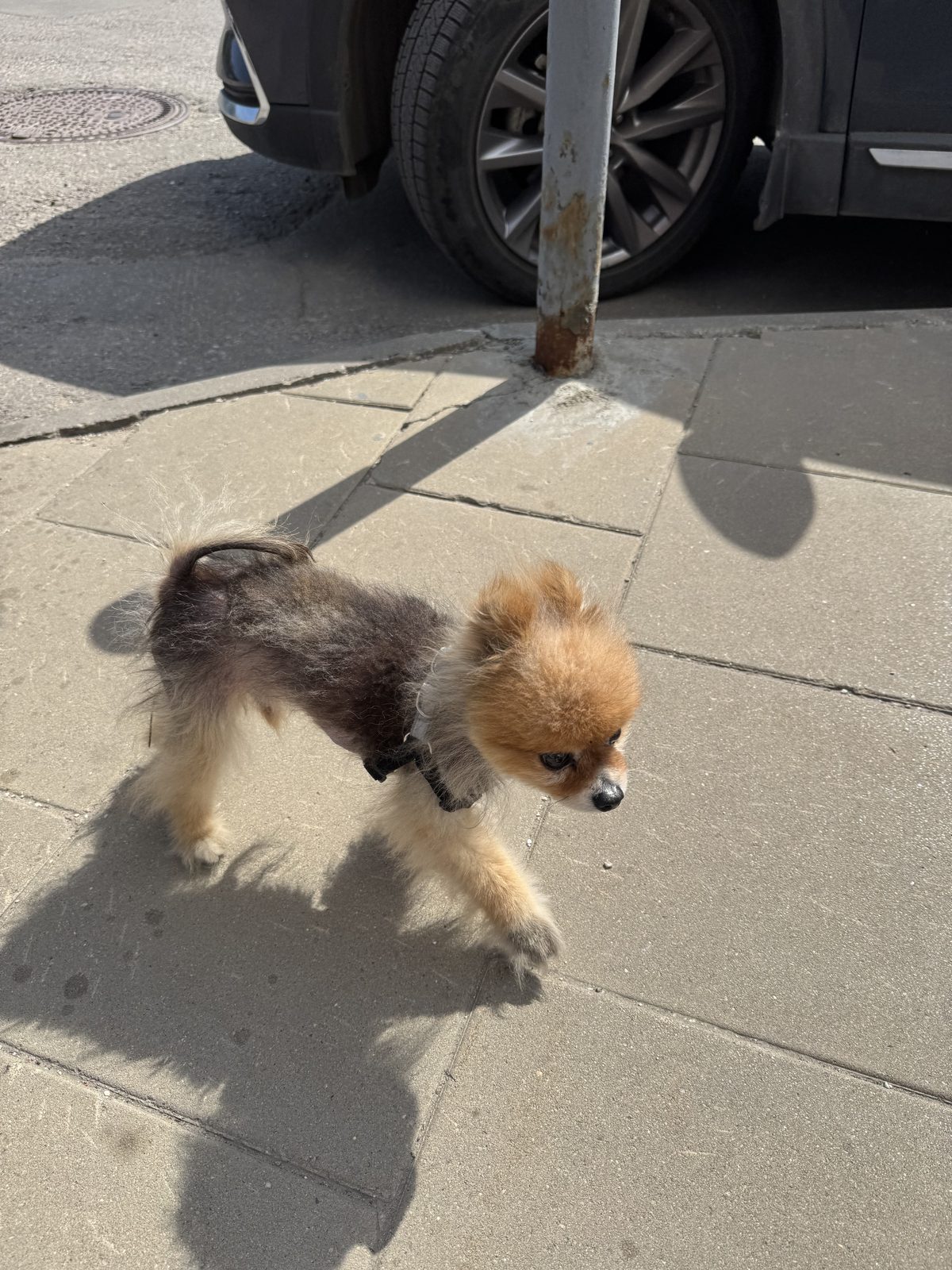 Found Dog in Bristol, England — Dog found nearby