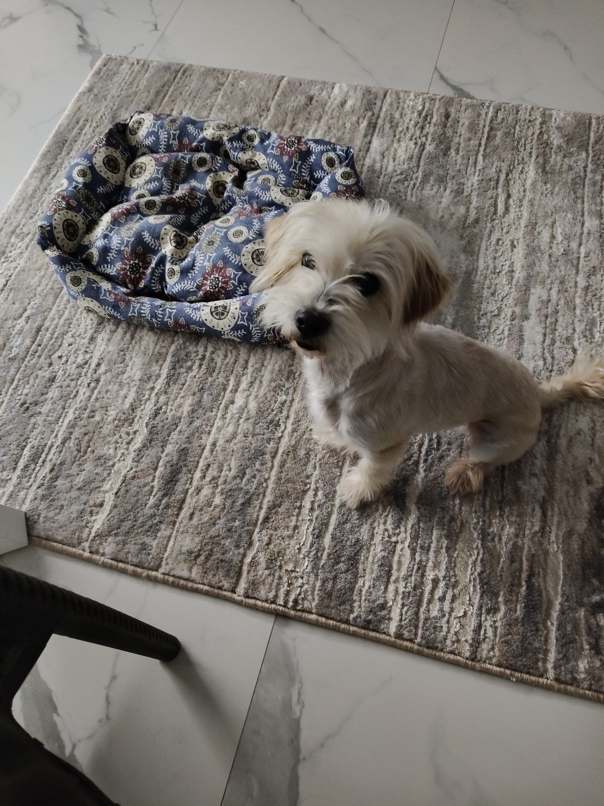 Found Dog in Cambridge, England — Stray dog found safe