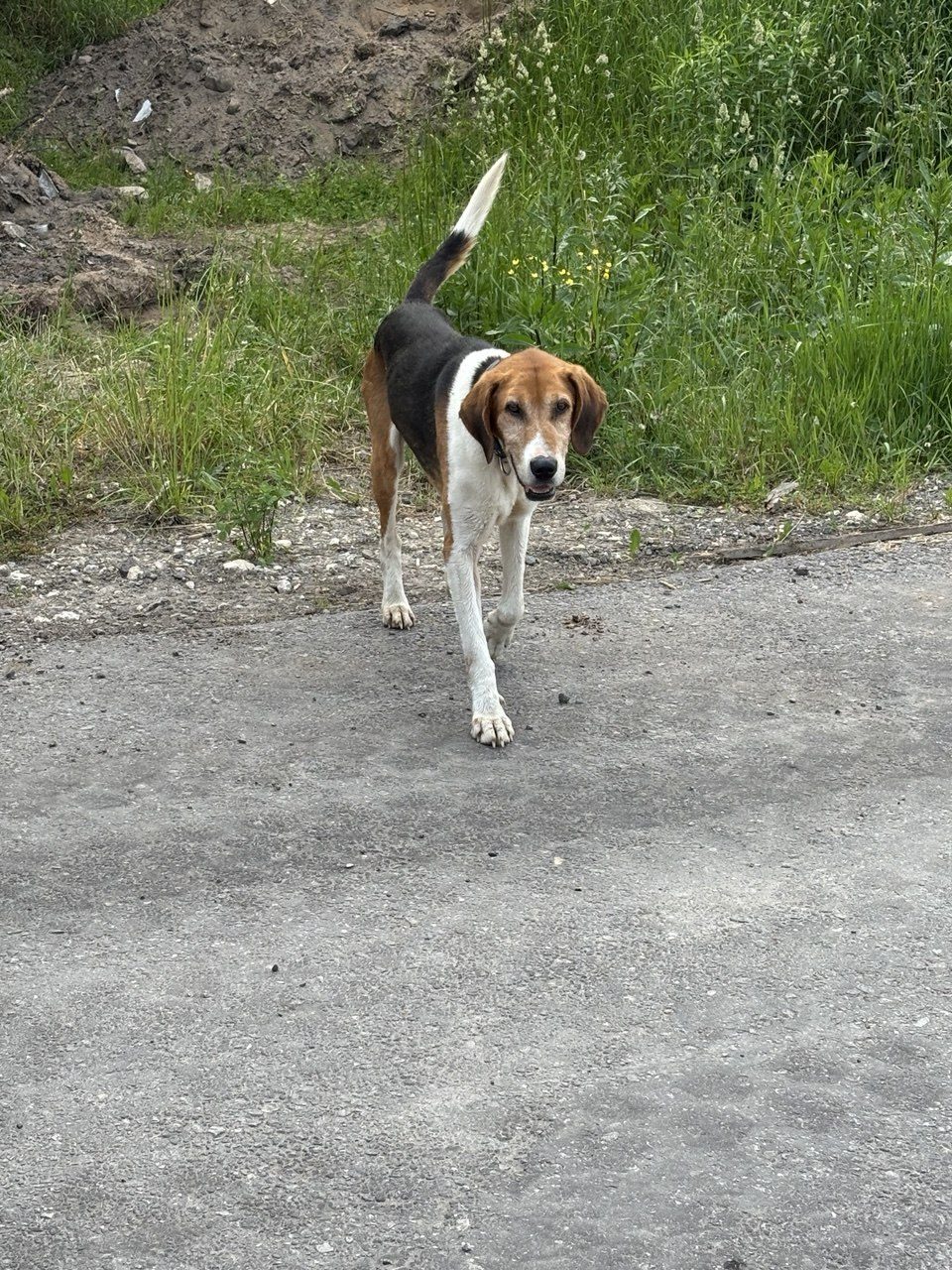 Found Dog in Liverpool, England — listing photo