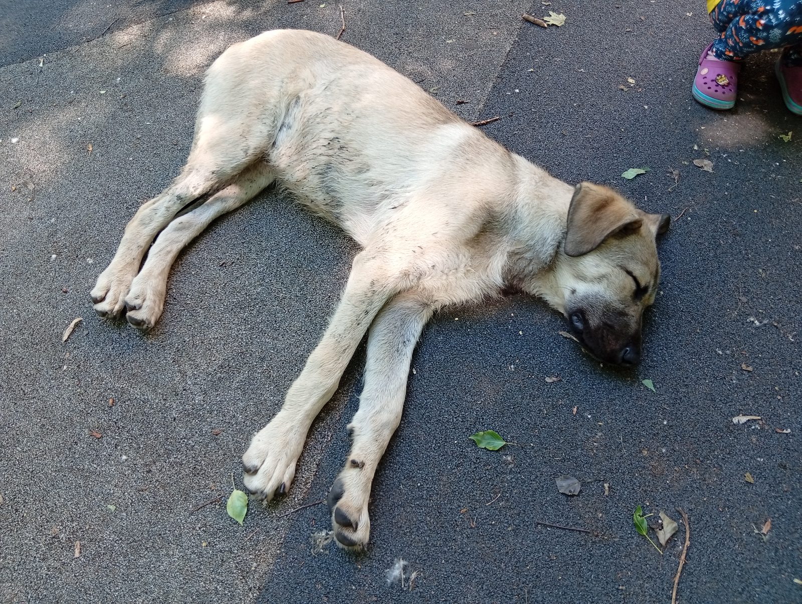 Found Dog in Nottingham, England — Stray dog found safe