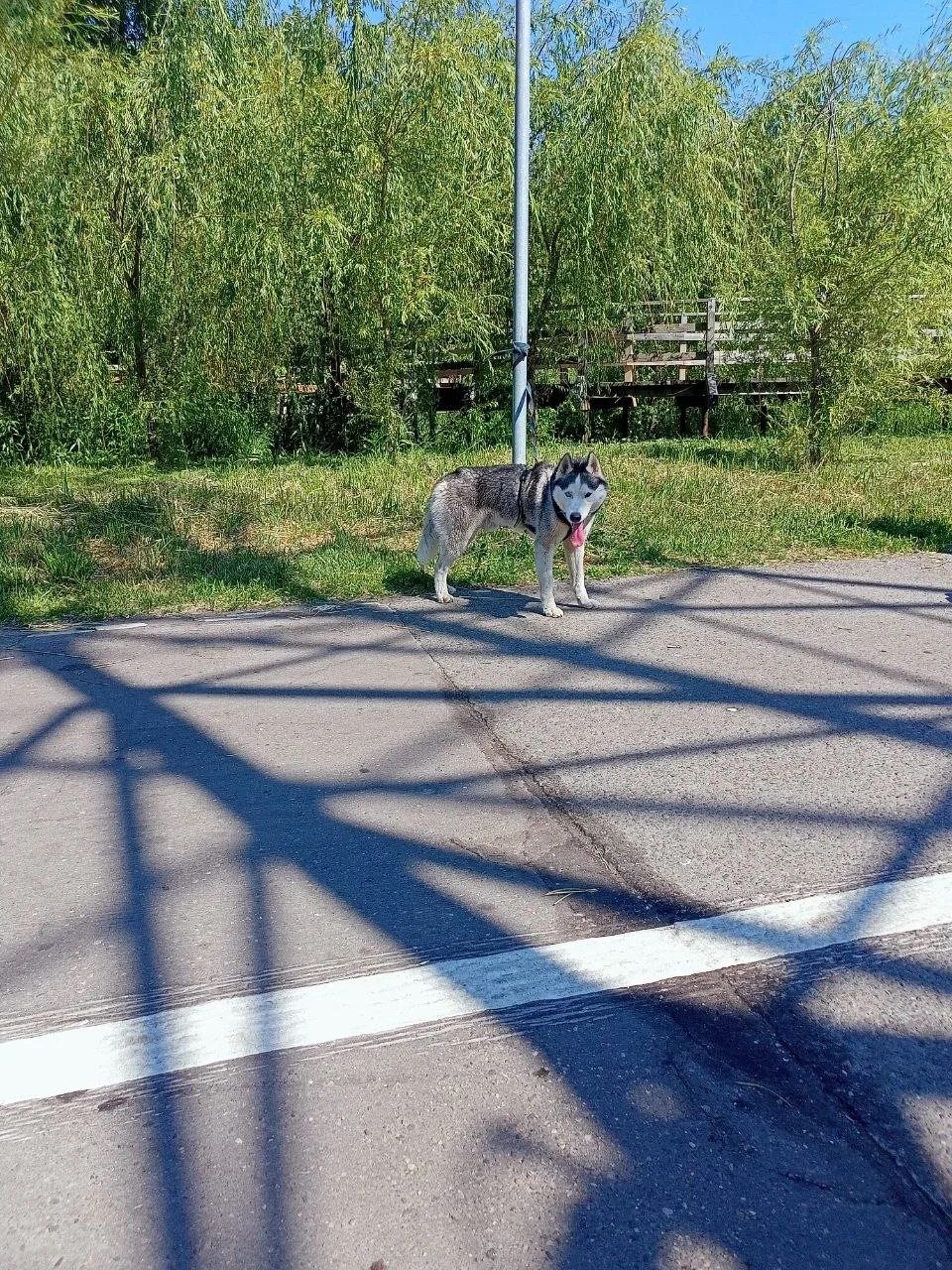 Found Dog in Norwich, England — Stray dog found safe