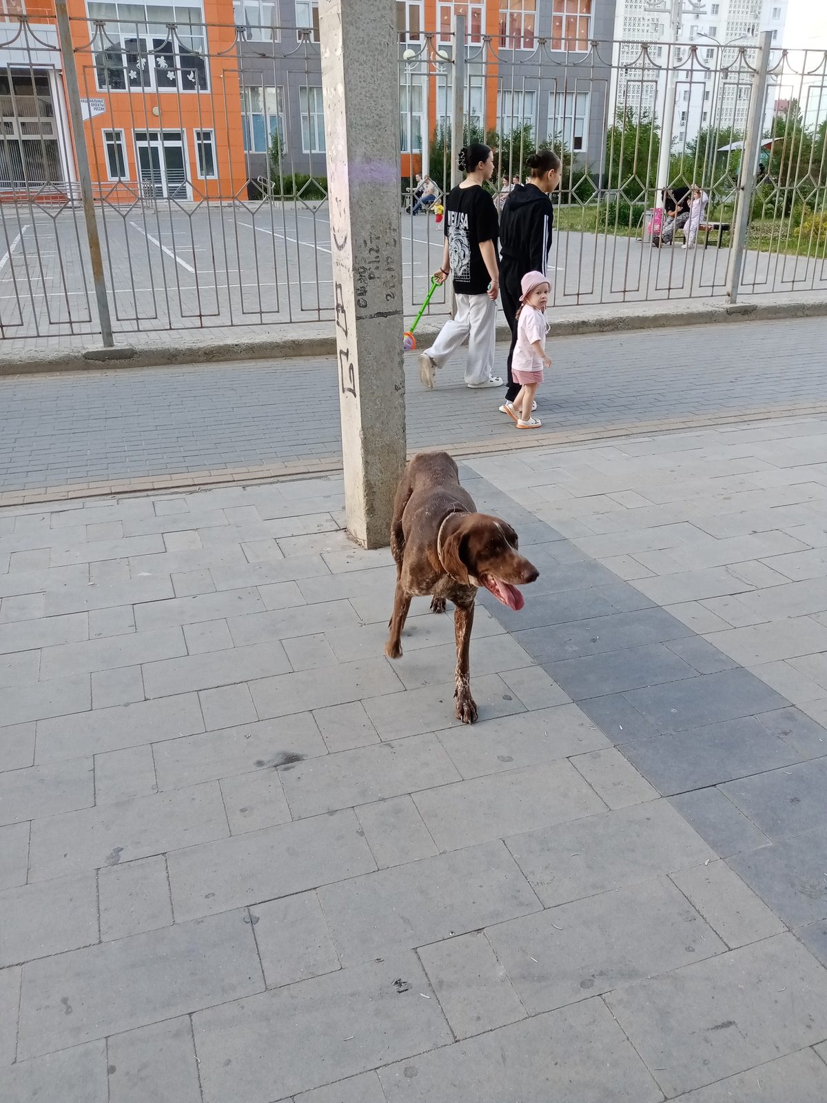 Found Dog in Plymouth, England — Dog found nearby