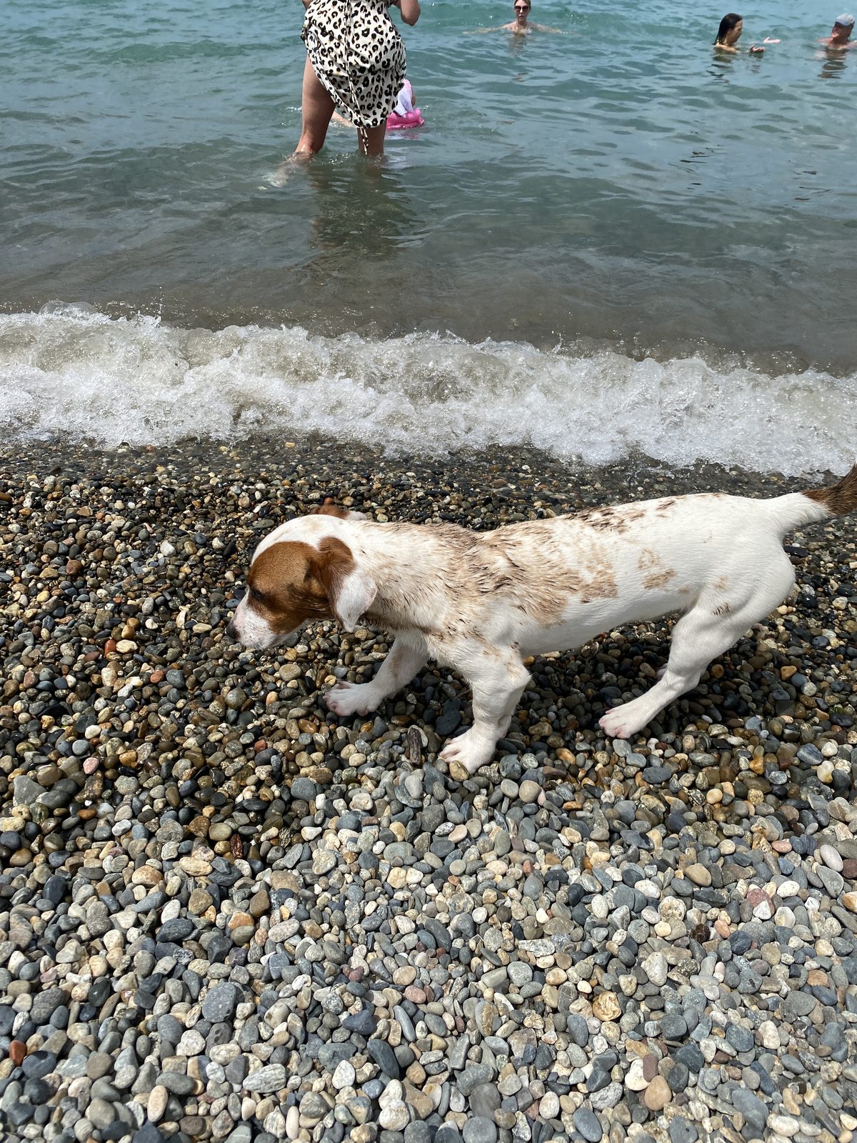 Found Dog in Portsmouth, England — Dog found nearby