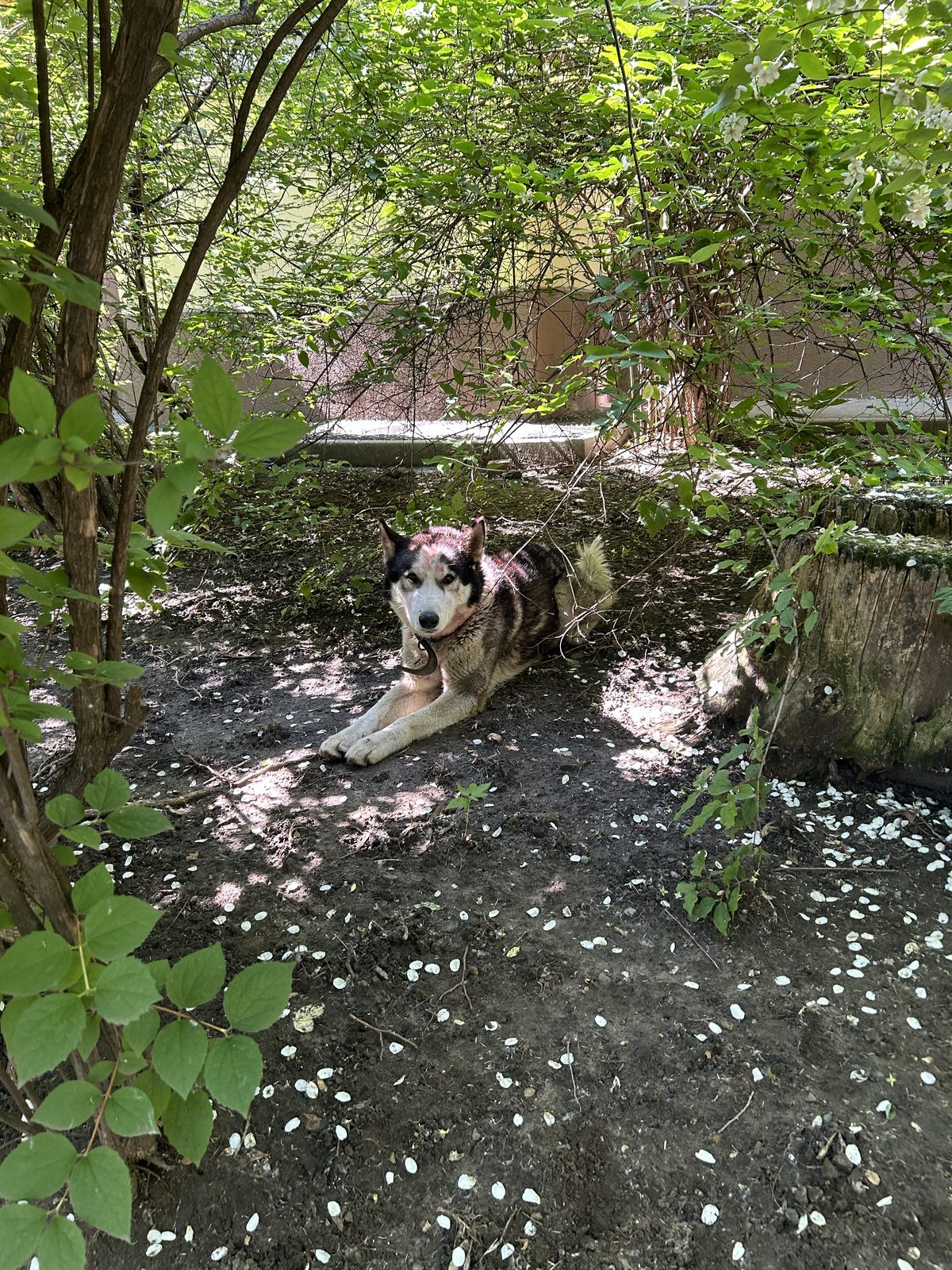 Found Dog in Manchester, England — listing photo