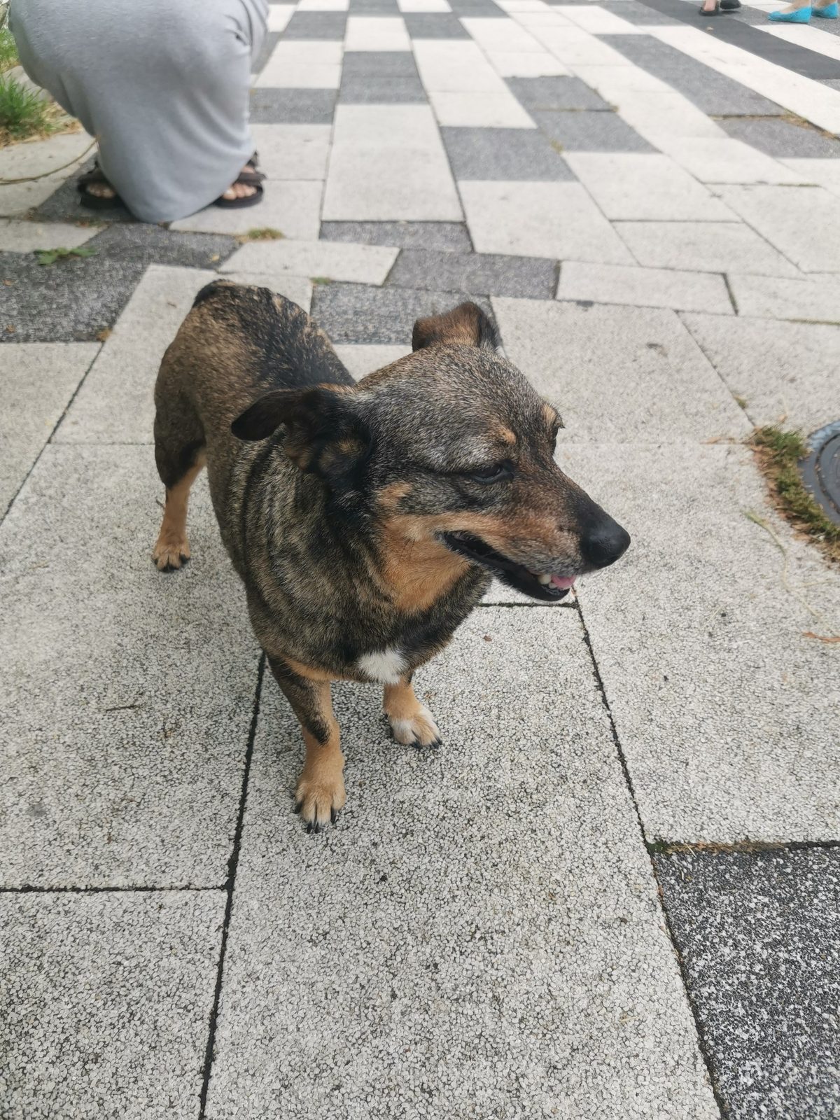 Found Dog in Aberdeen, Scotland — Dog found nearby