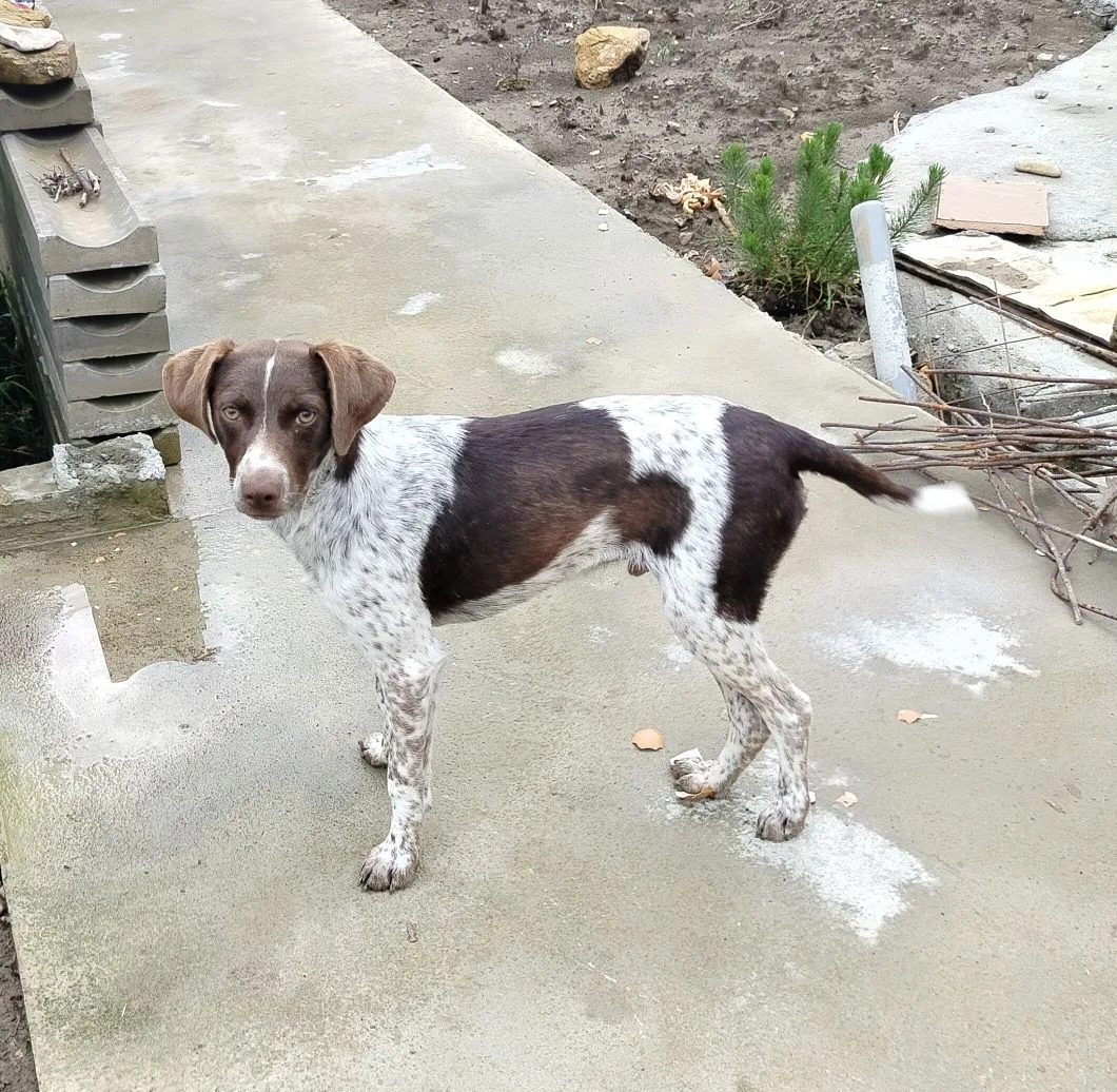 Found Dog in Cambridge, England — Stray dog found safe