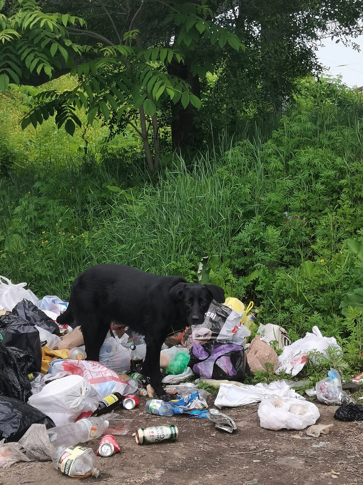 Found Dog in York, England — listing photo