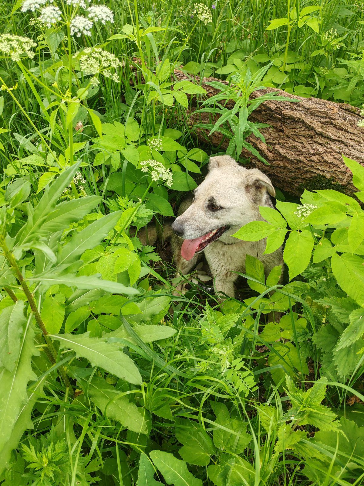 Found Dog in London, England — listing photo