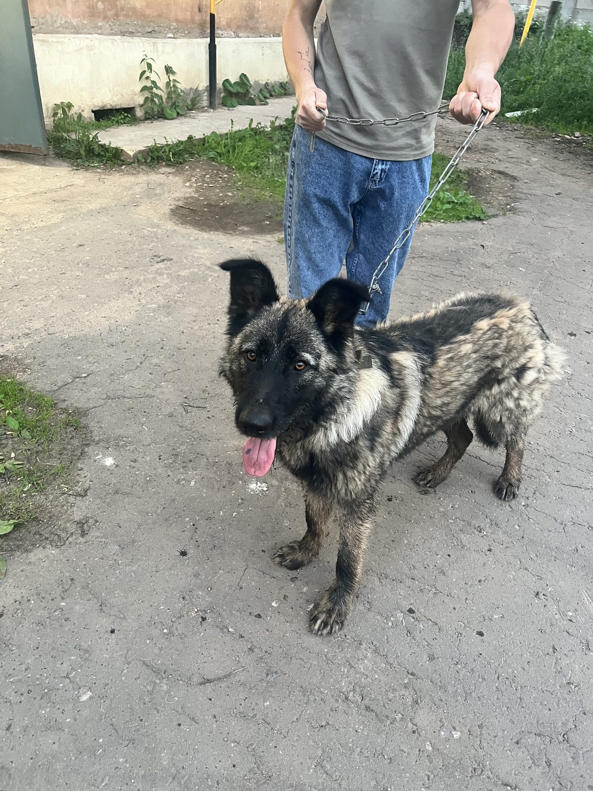Found Dog in Derby, England — listing photo