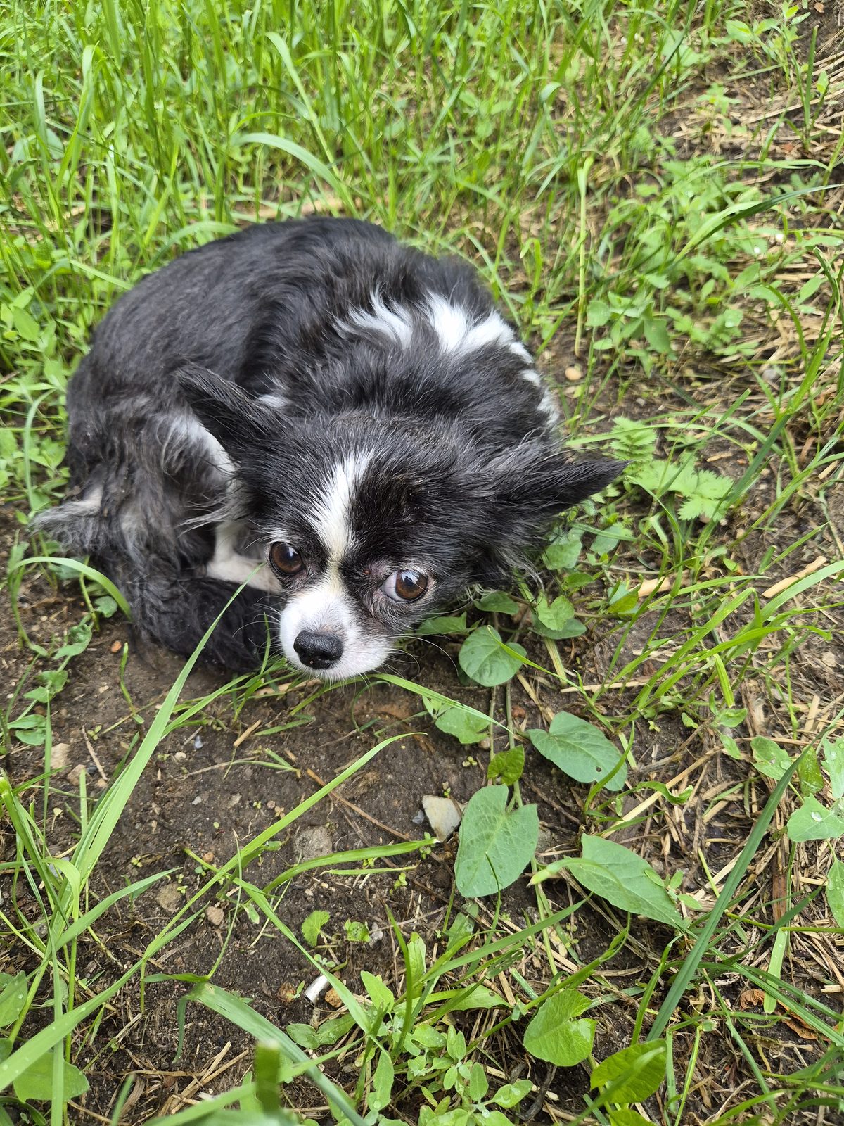 Found Dog in Portsmouth, England — Dog found nearby