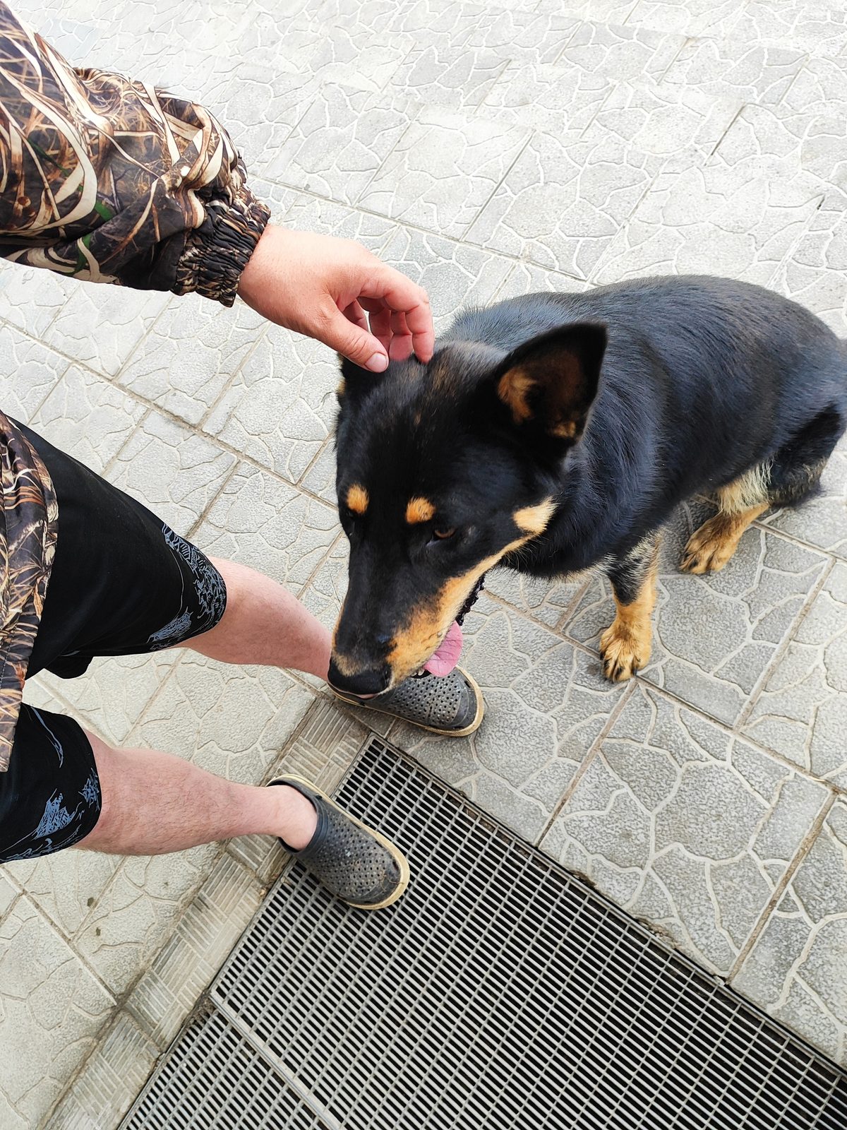 Found Dog in Wolverhampton, England — listing photo