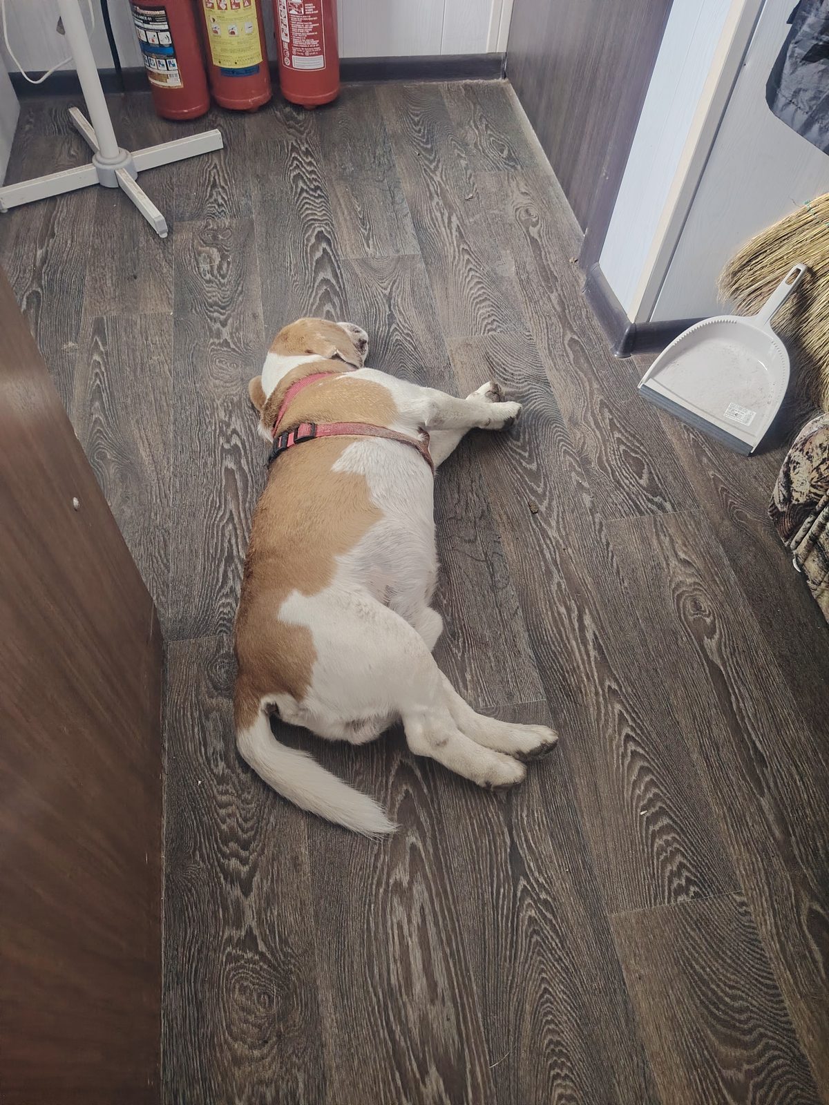 Found Dog in Derby, England — listing photo
