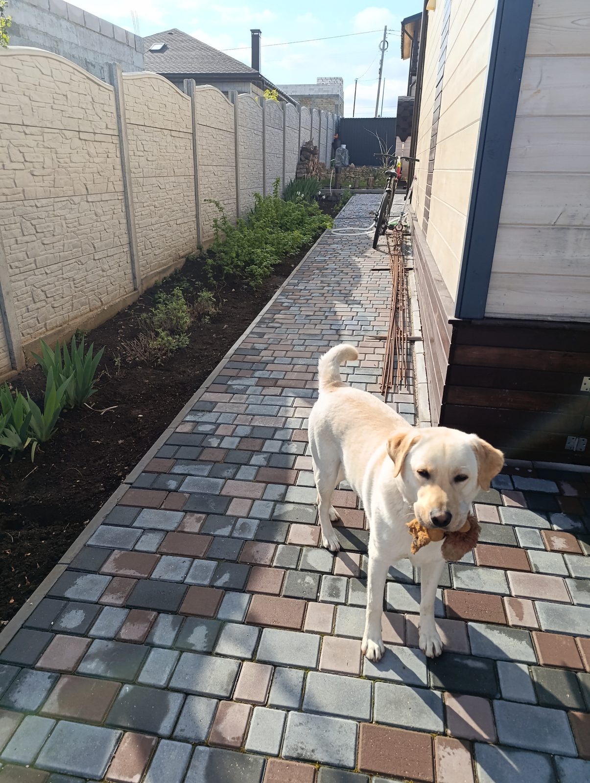 Lost Dog in Liverpool, England — listing photo