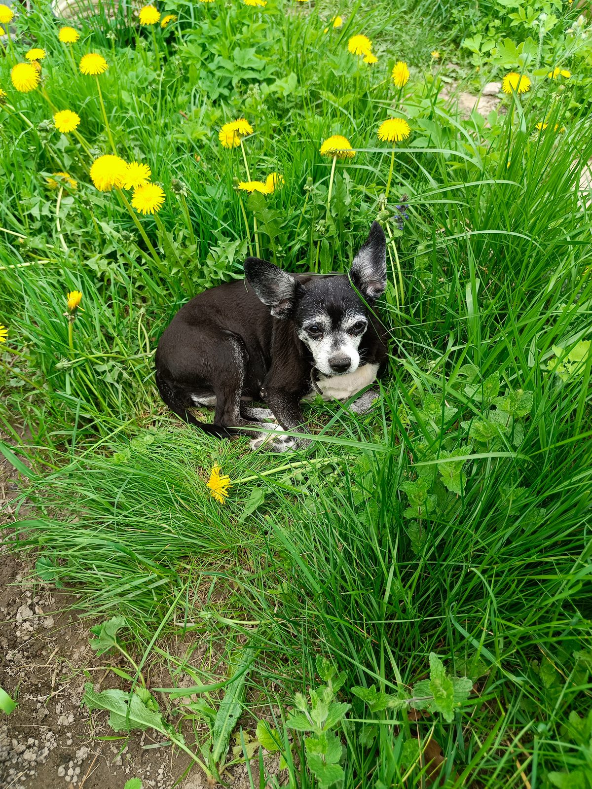 Lost Dog in Birmingham, England — listing photo