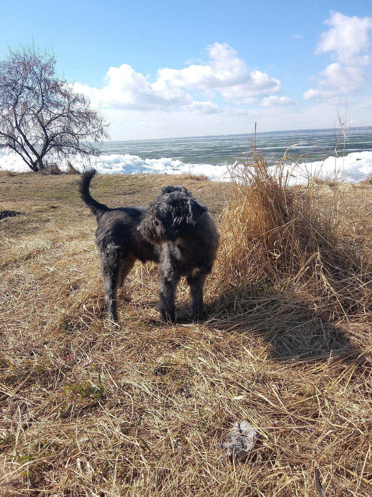 Lost Dog in Liverpool, England — listing photo